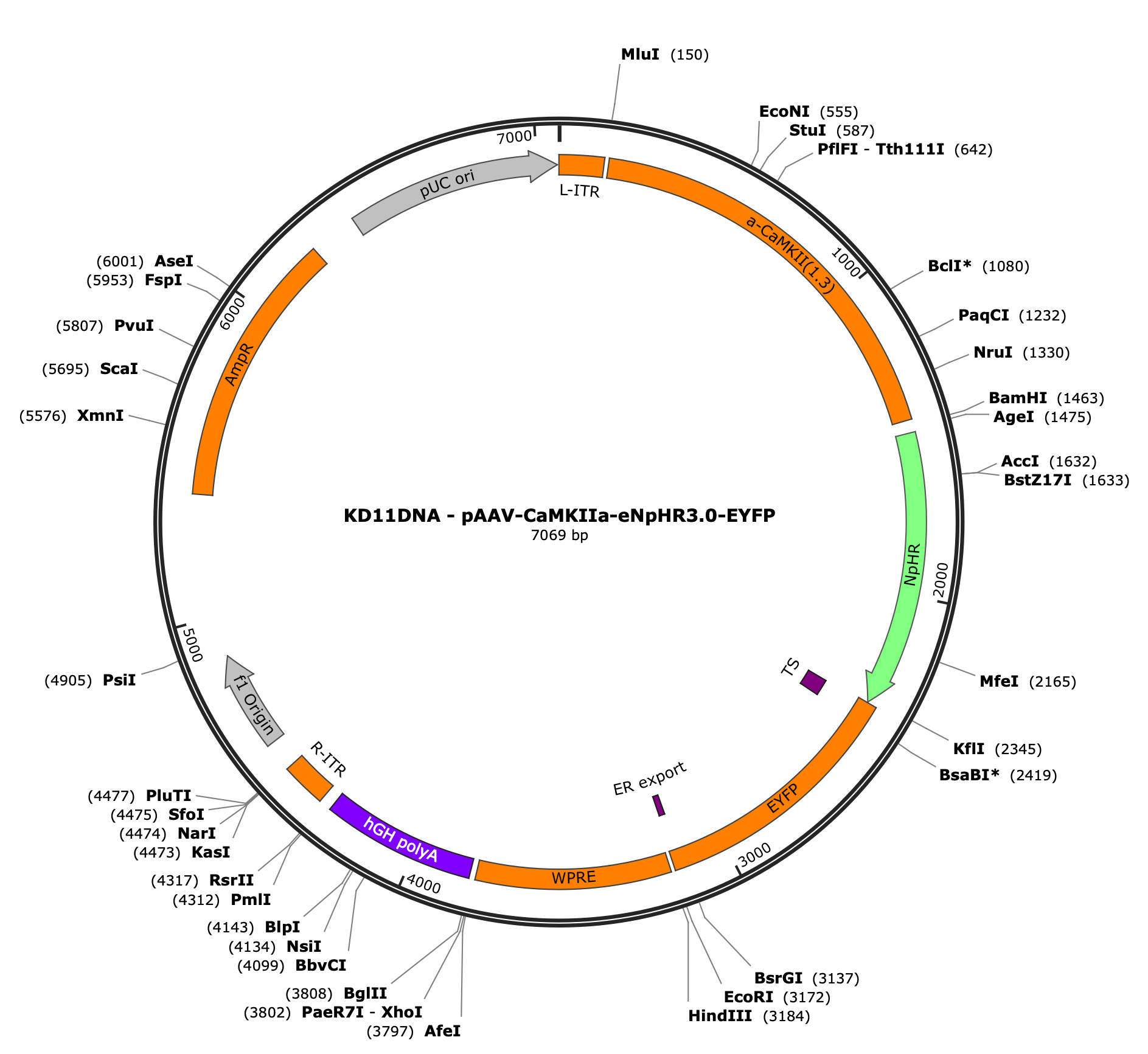 AAV-CaMKIIa-eNpHR3.0-EYFP