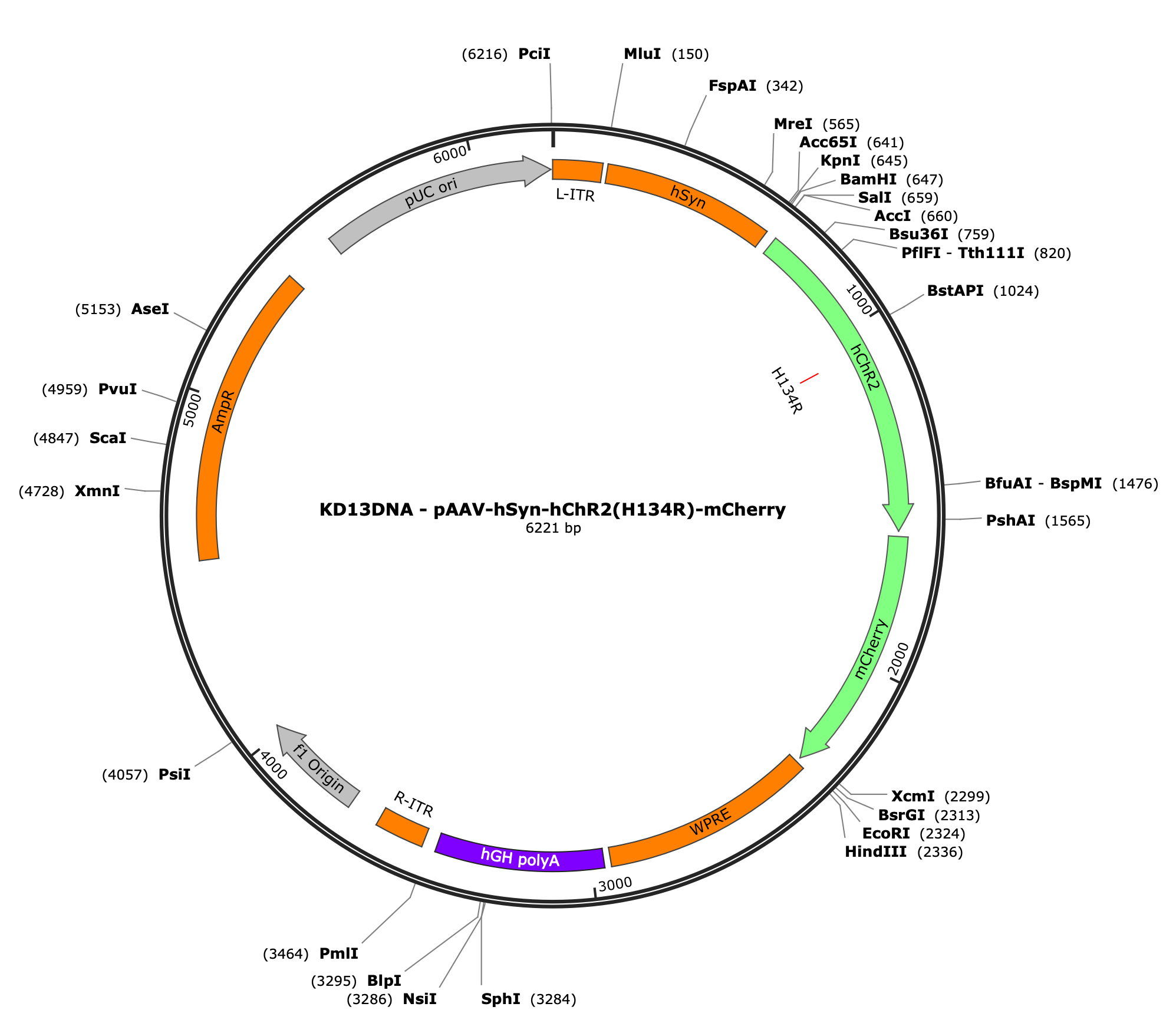AAV-hSyn-ChR2(H134R)-mCherry