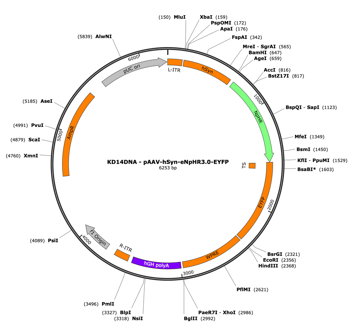AAV-hSyn-eNpHR3.0-EYFP
