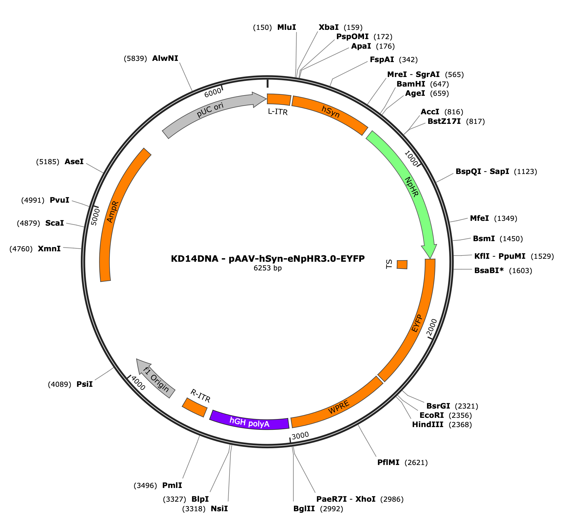 AAV-hSyn-eNpHR3.0-EYFP