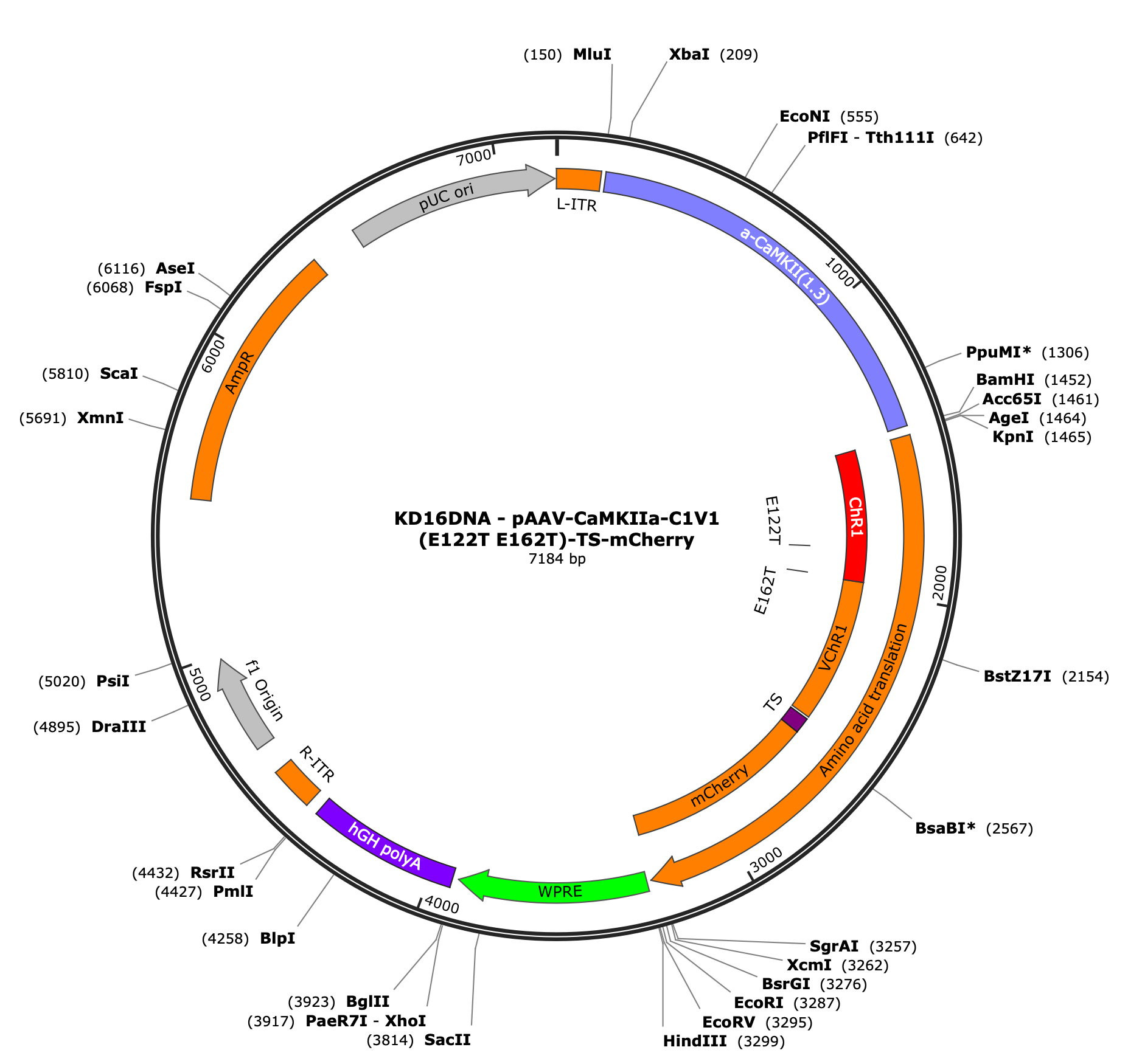 AAV-CaMKIIa-C1V1(E122T/E162T)-TS-mCherry