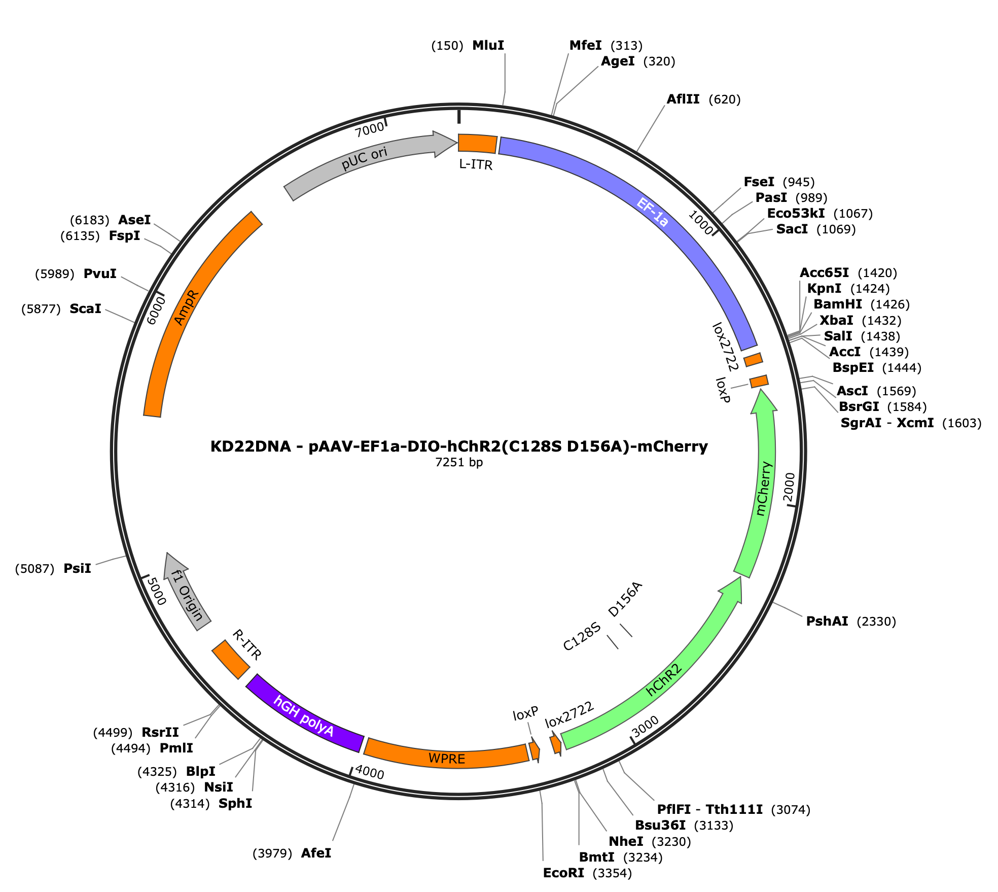 AAV-EF1a-DIO-hChR2(C128S/D156A)-mCherry