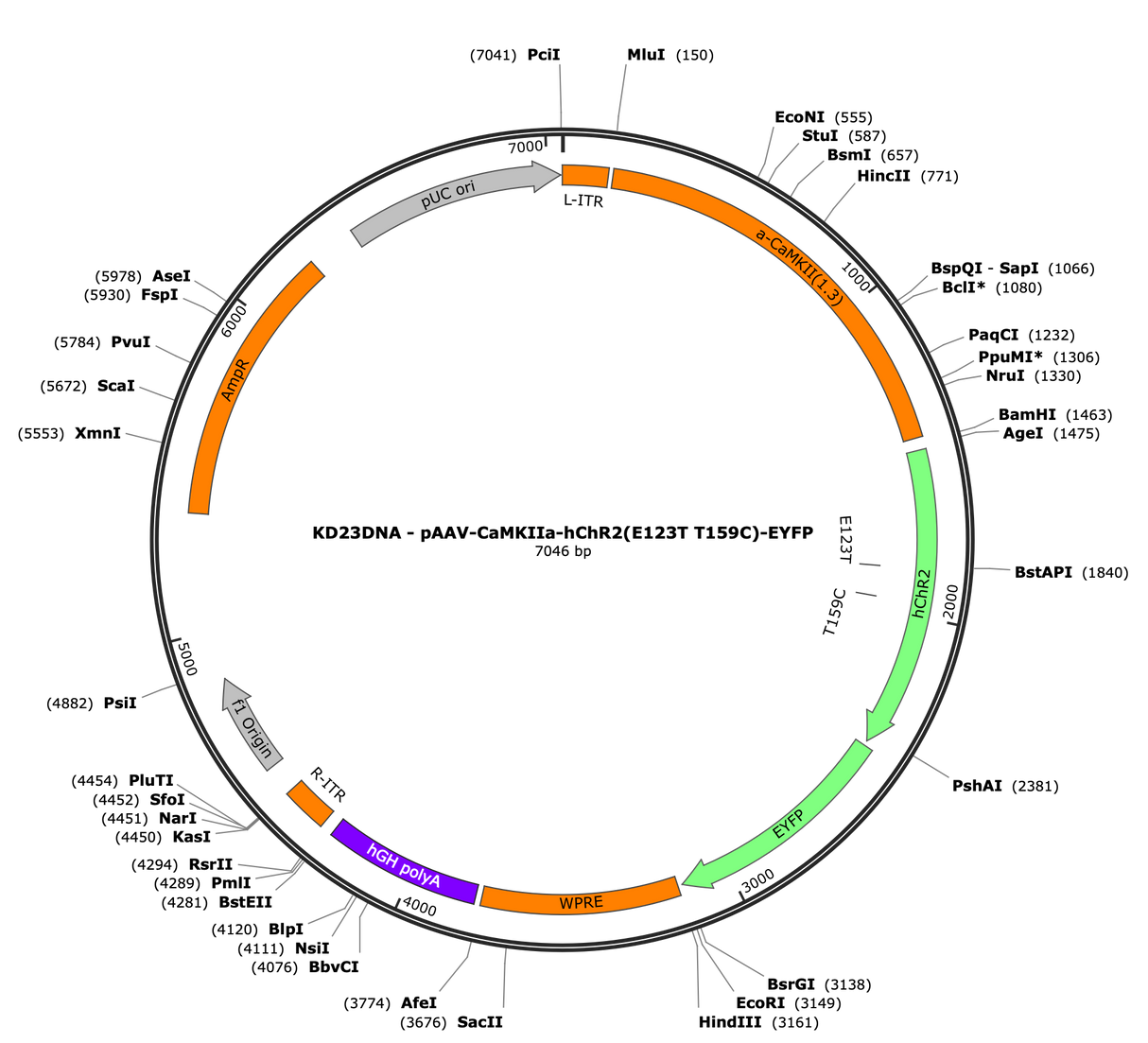AAV-CaMKIIa-hChR2(E123T/T159C)-EYFP
