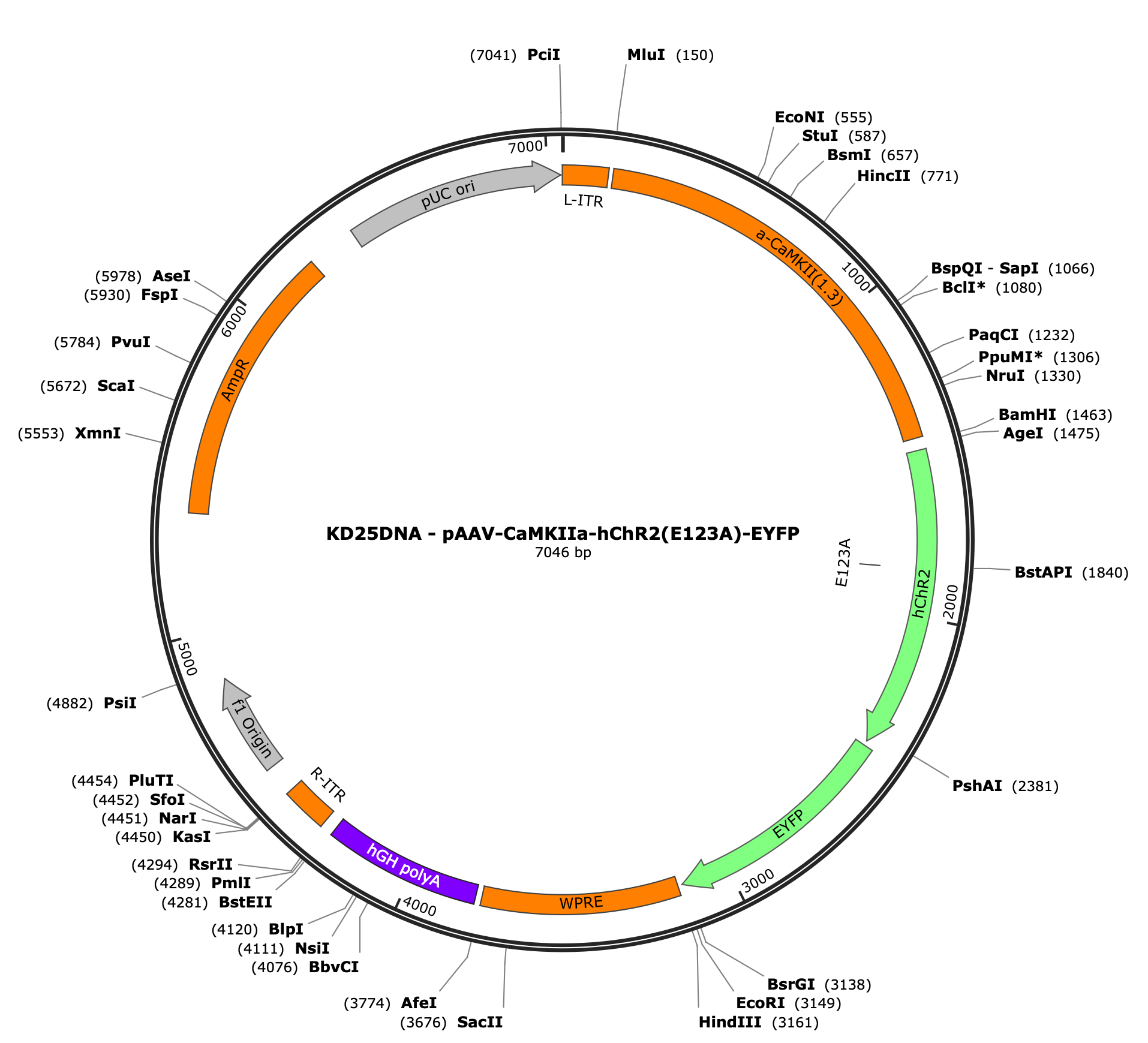 AAV-CaMKIIa-hChR2(E123A)-EYFP