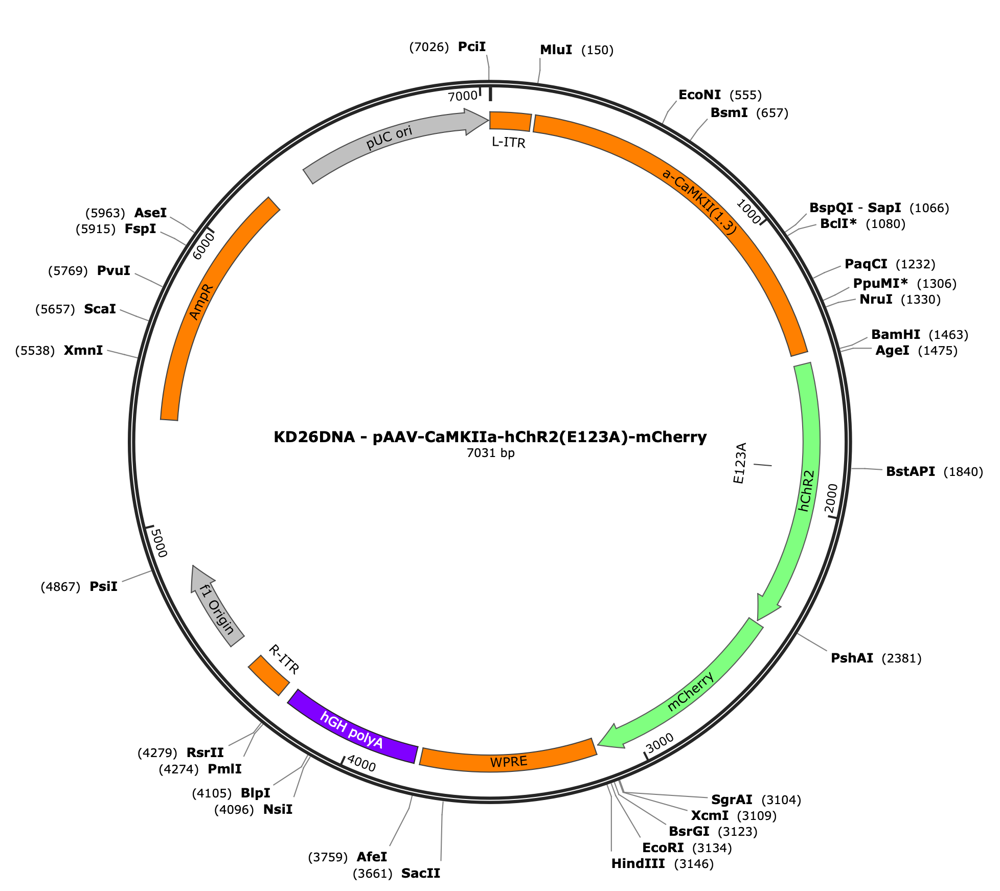 AAV-CaMKIIa-hChR2(E123A)-mCherry
