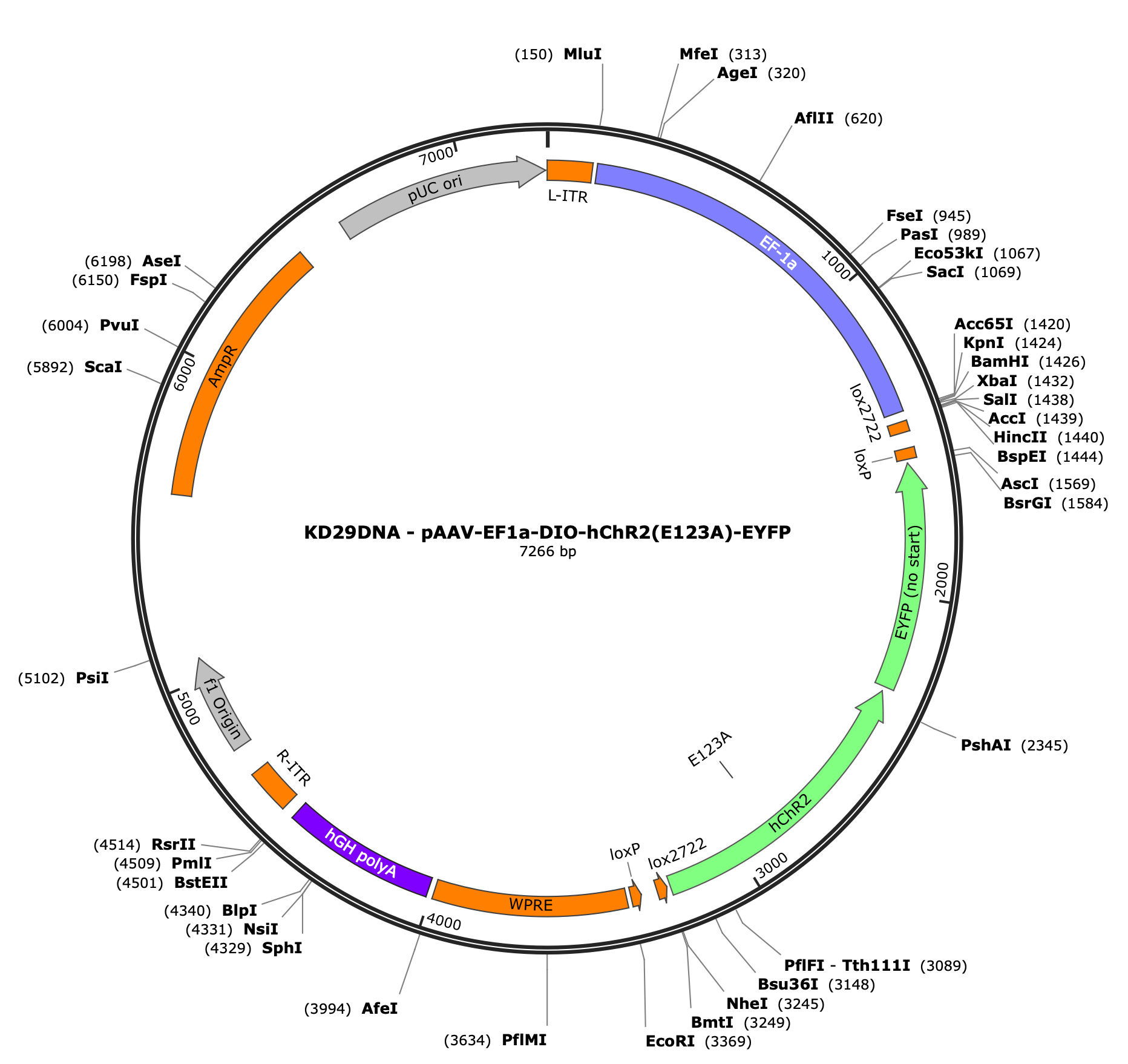 AAV-EF1a-DIO-hChR2(E123A)-EYFP