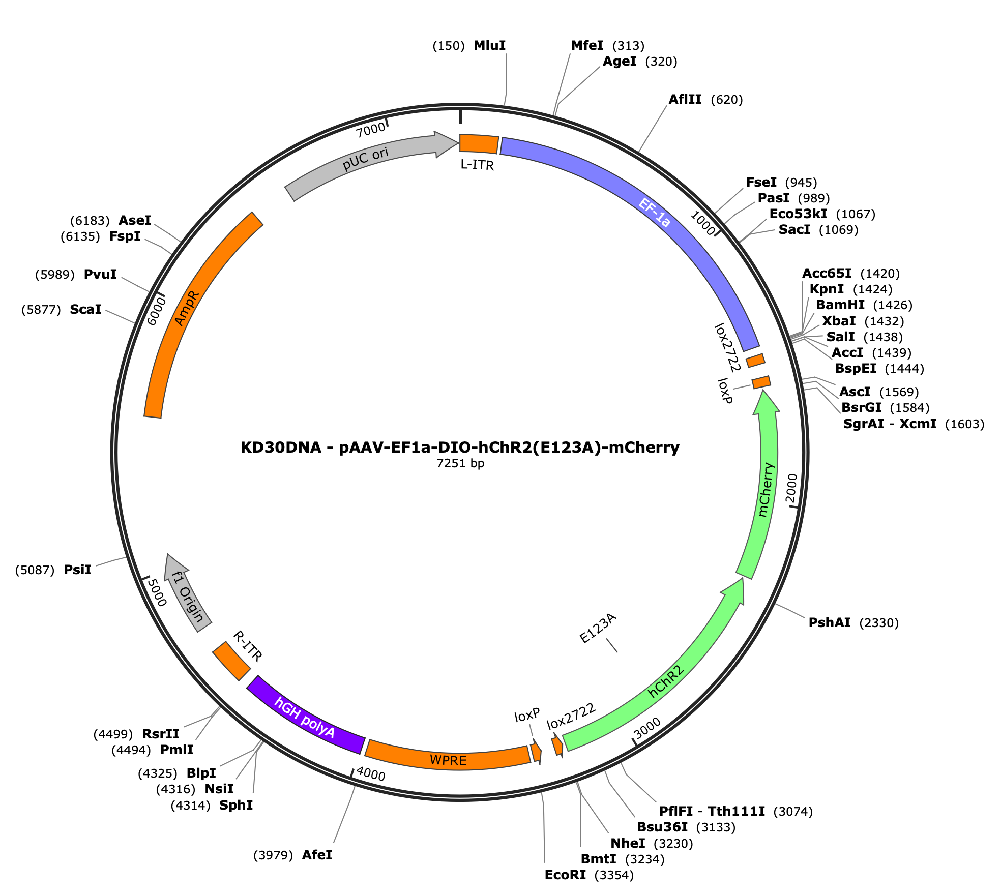 AAV-EF1a-DIO-hChR2(E123A)-mCherry