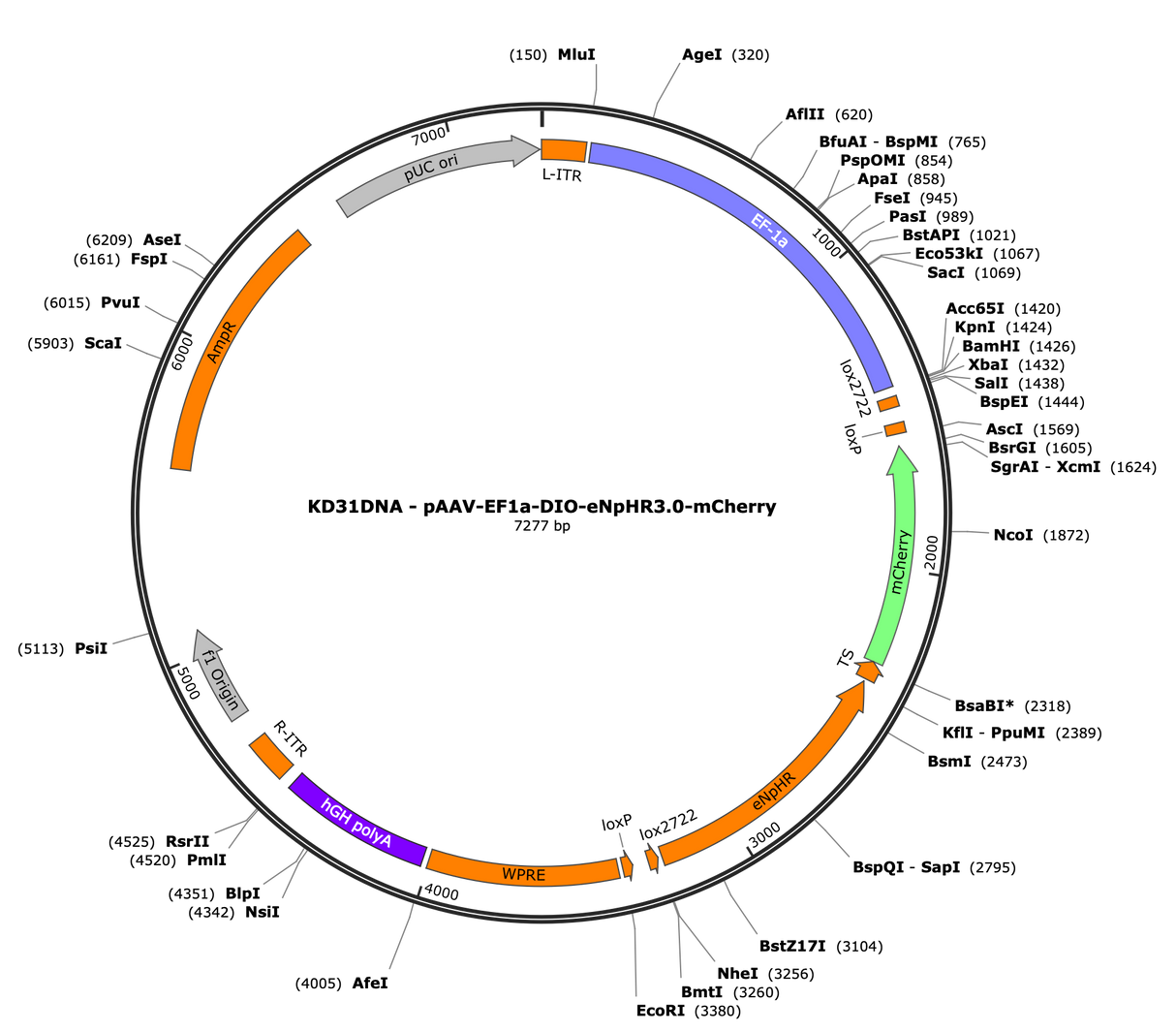 AAV-EF1a-DIO-eNpHR3.0-mCherry