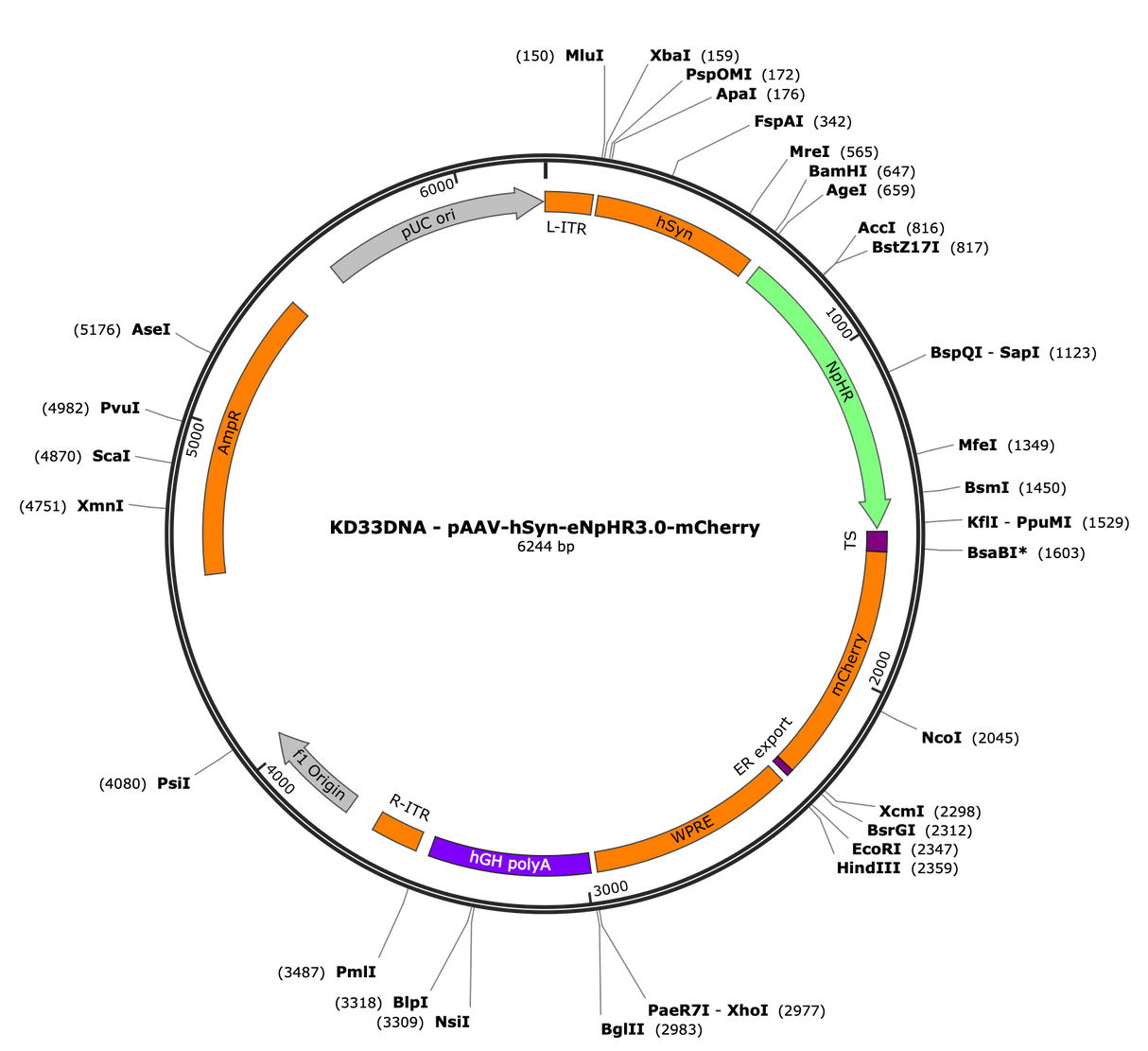 AAV-hSyn-eNpHR3.0-mCherry