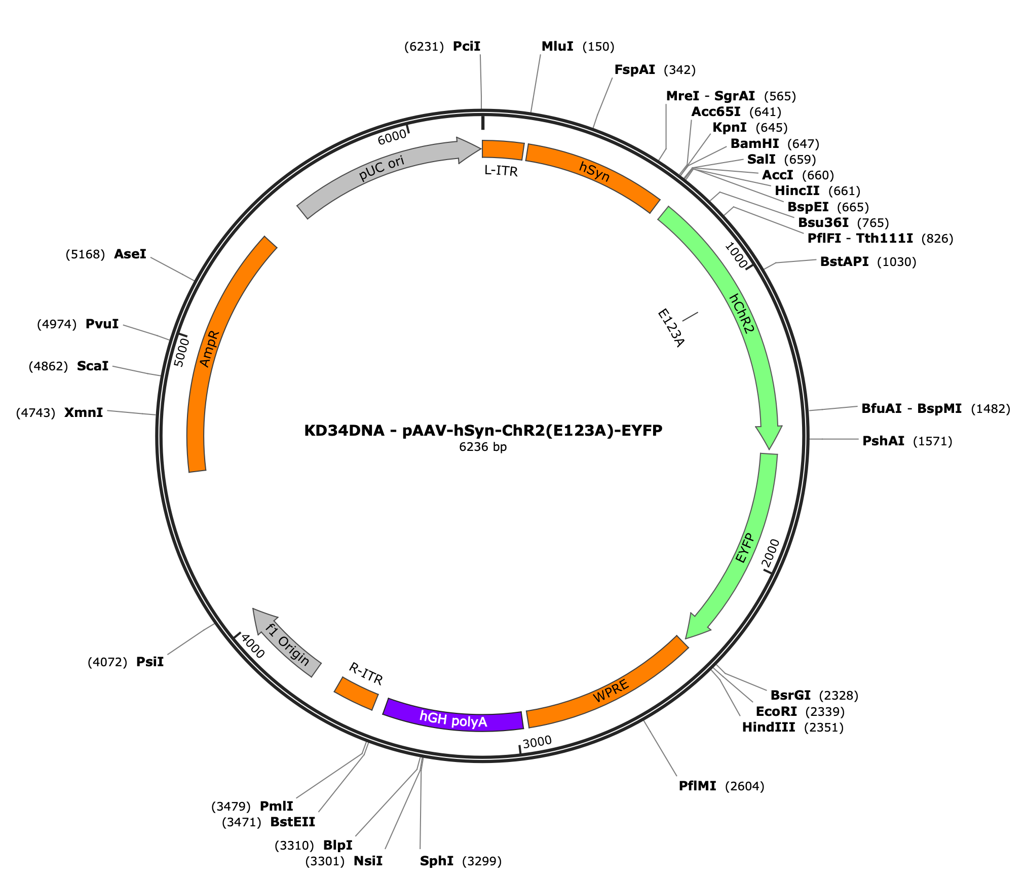 AAV-hSyn-ChR2(E123A)-EYFP