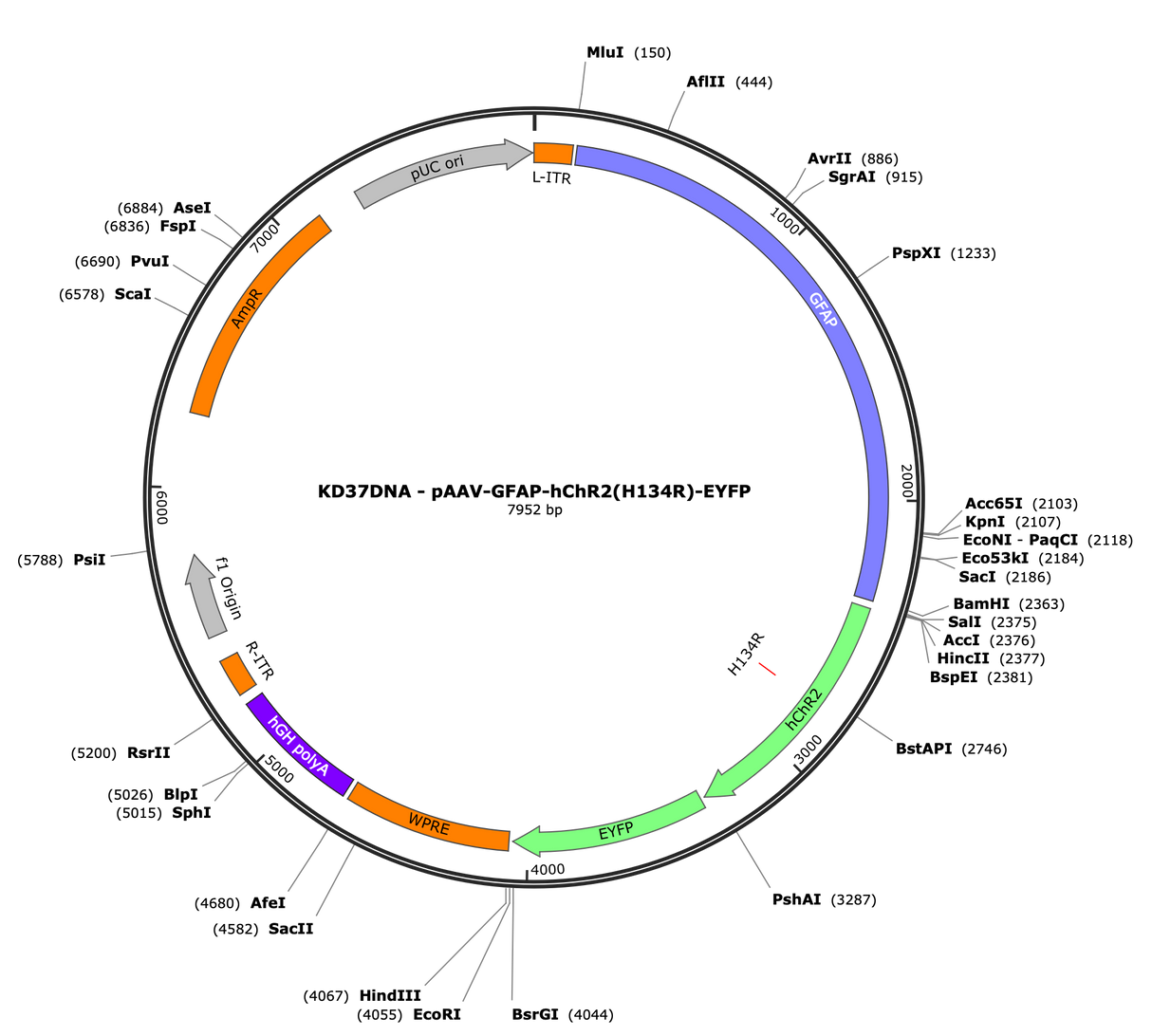 AAV-GFAP-hChR2(H134R)-EYFP