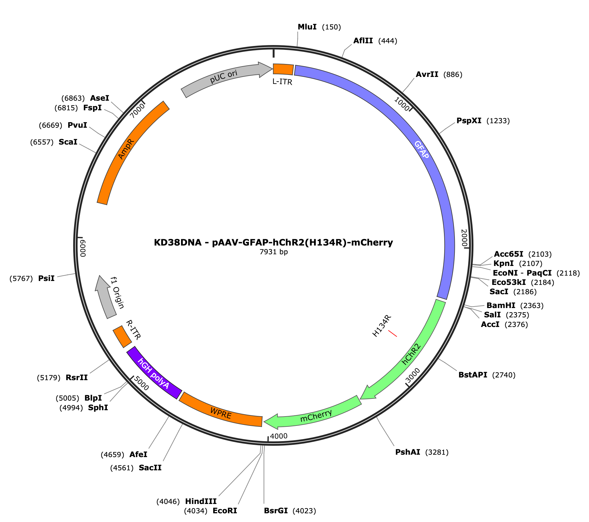 AAV-GFAP-hChR2(H134R)-mCherry