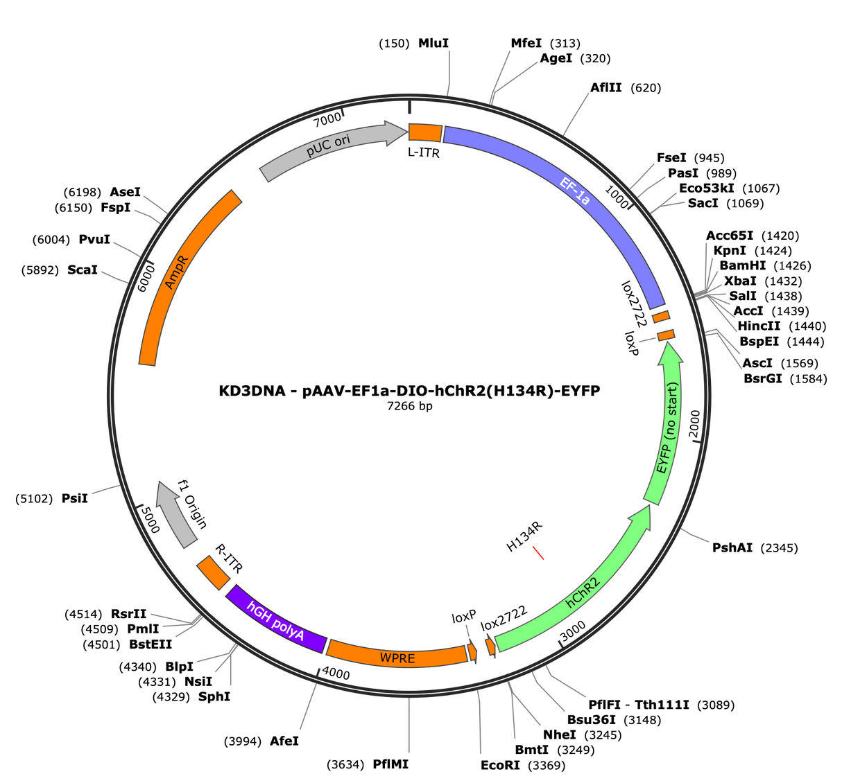 AAV-EF1a-DIO-hChR2(H134R)-EYFP