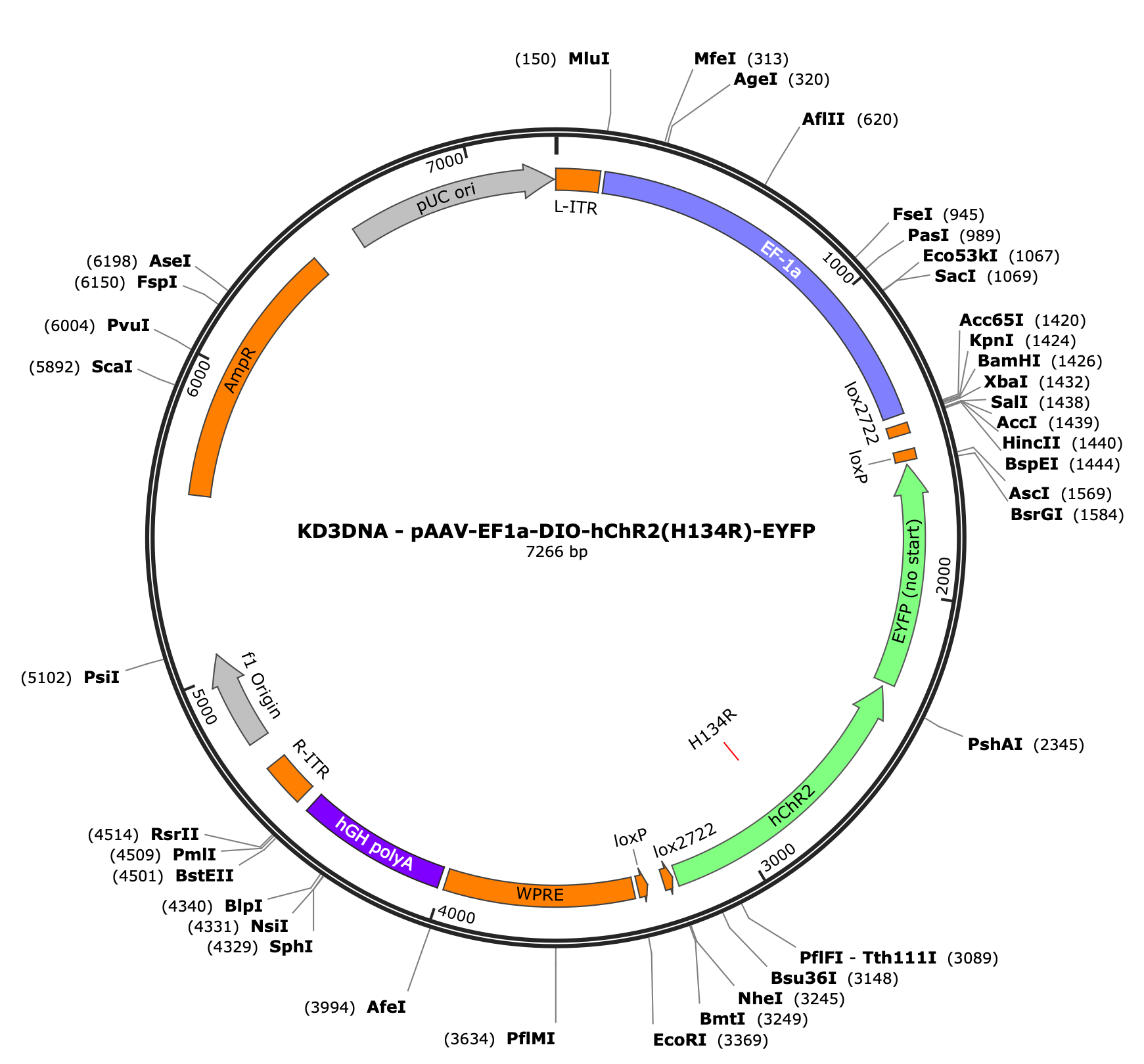 AAV-EF1a-DIO-hChR2(H134R)-EYFP