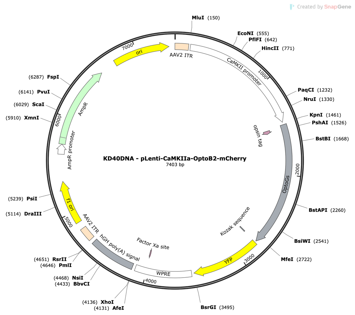 Lenti-CaMKIIa-OptoB2-mCherry