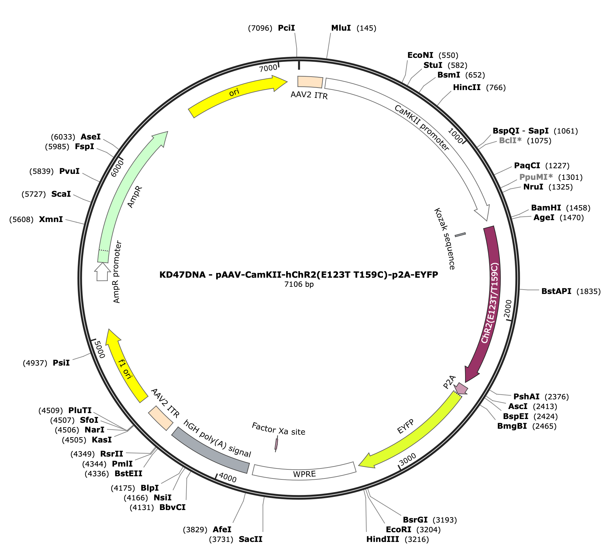 AAV-CamKII-hChR2(E123T/T159C)-p2A-EYFP