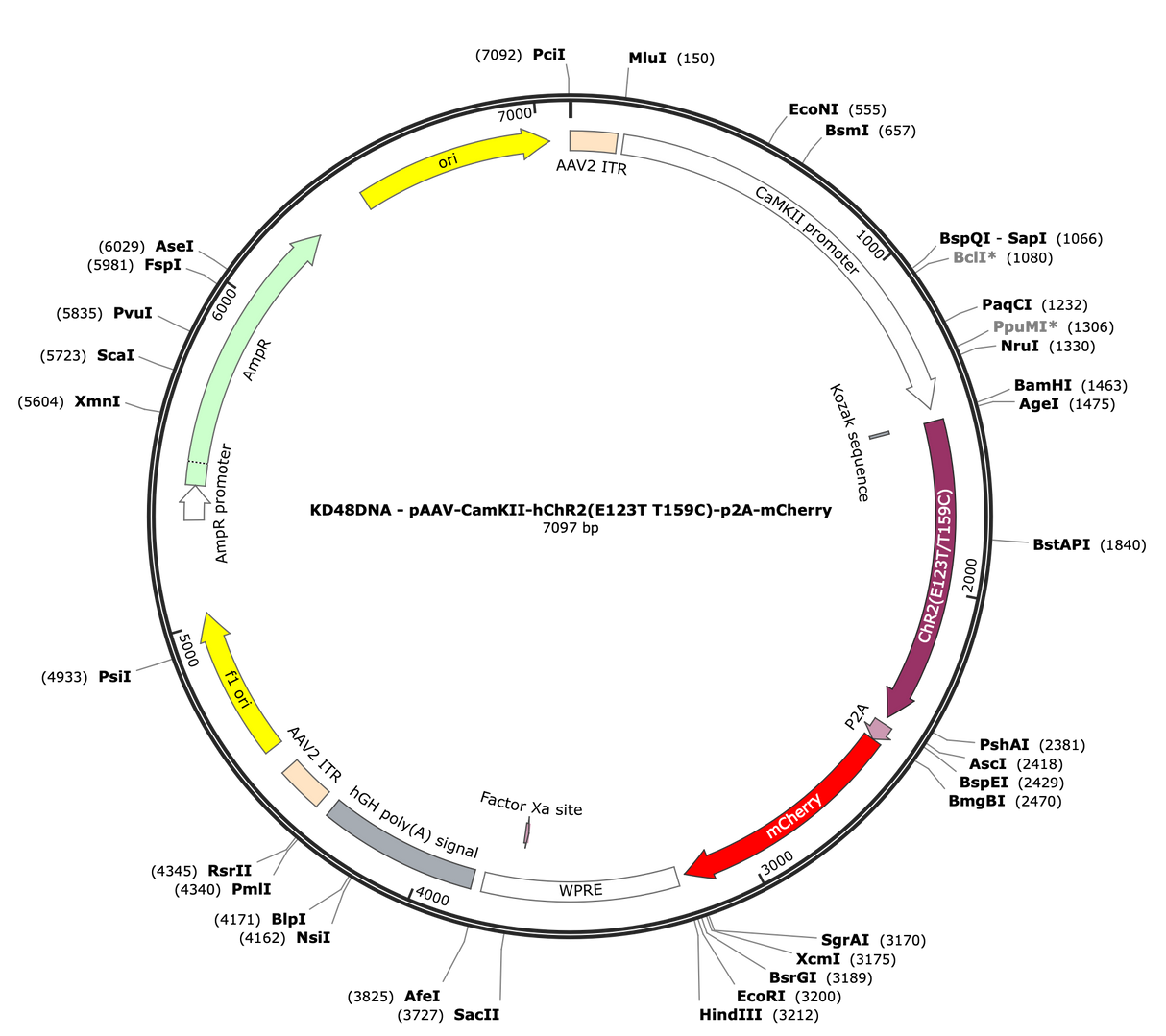 AAV-CamKII-hChR2(E123T/T159C)-p2A-mCherry