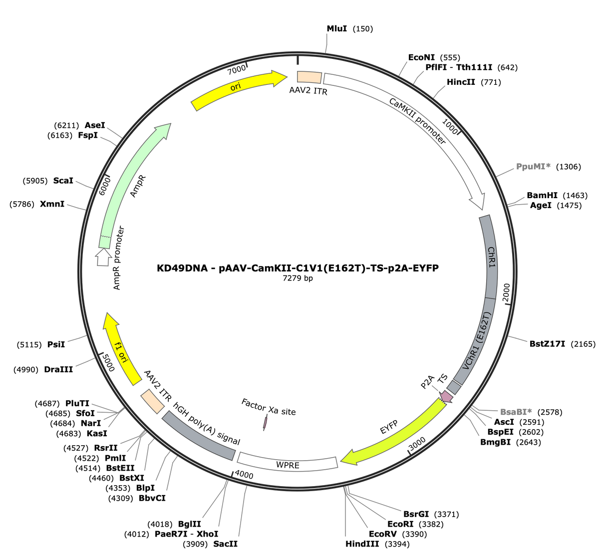 AAV-CamKII-C1V1(E162T)-TS-p2A-EYFP
