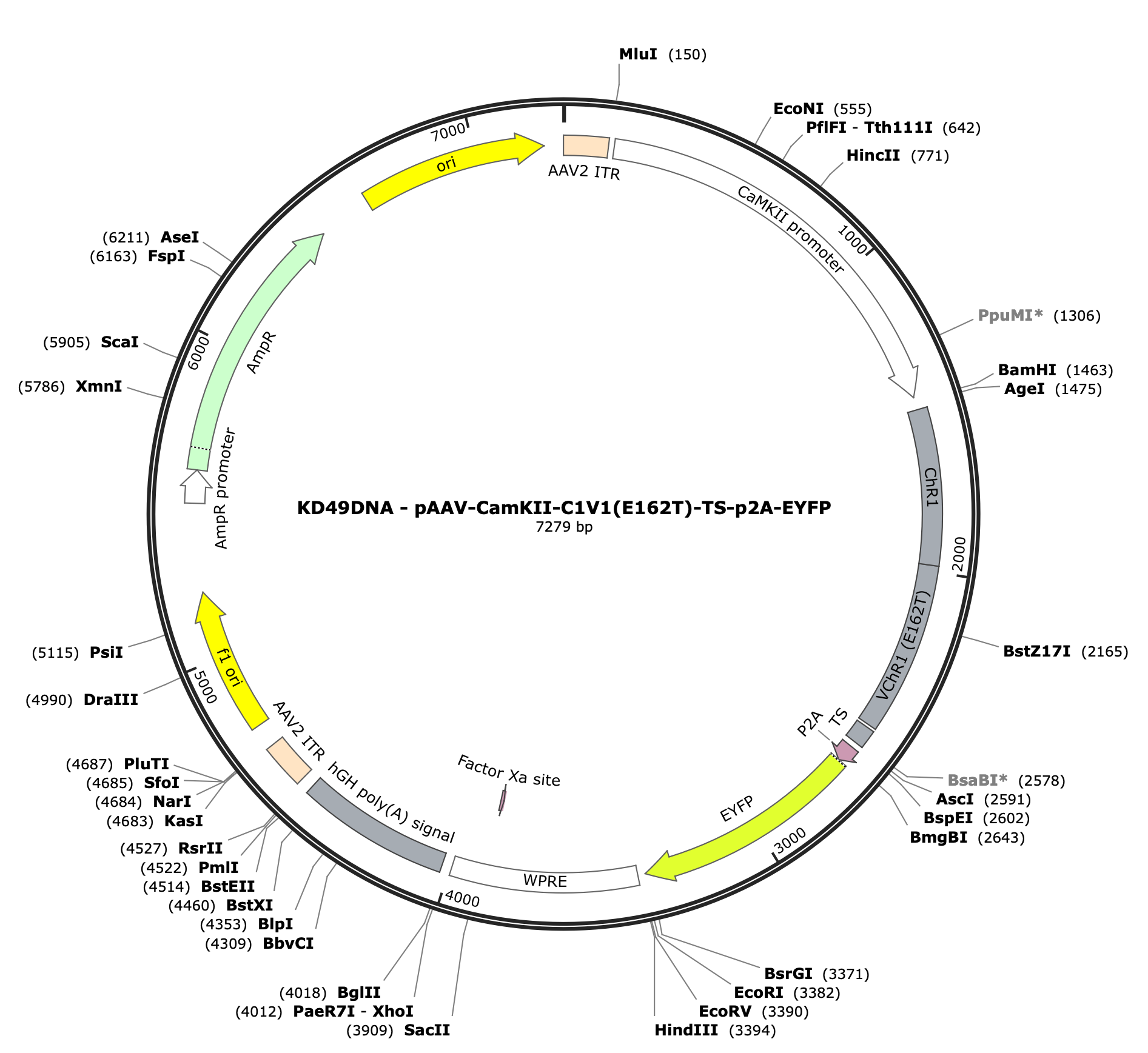 AAV-CamKII-C1V1(E162T)-TS-p2A-EYFP