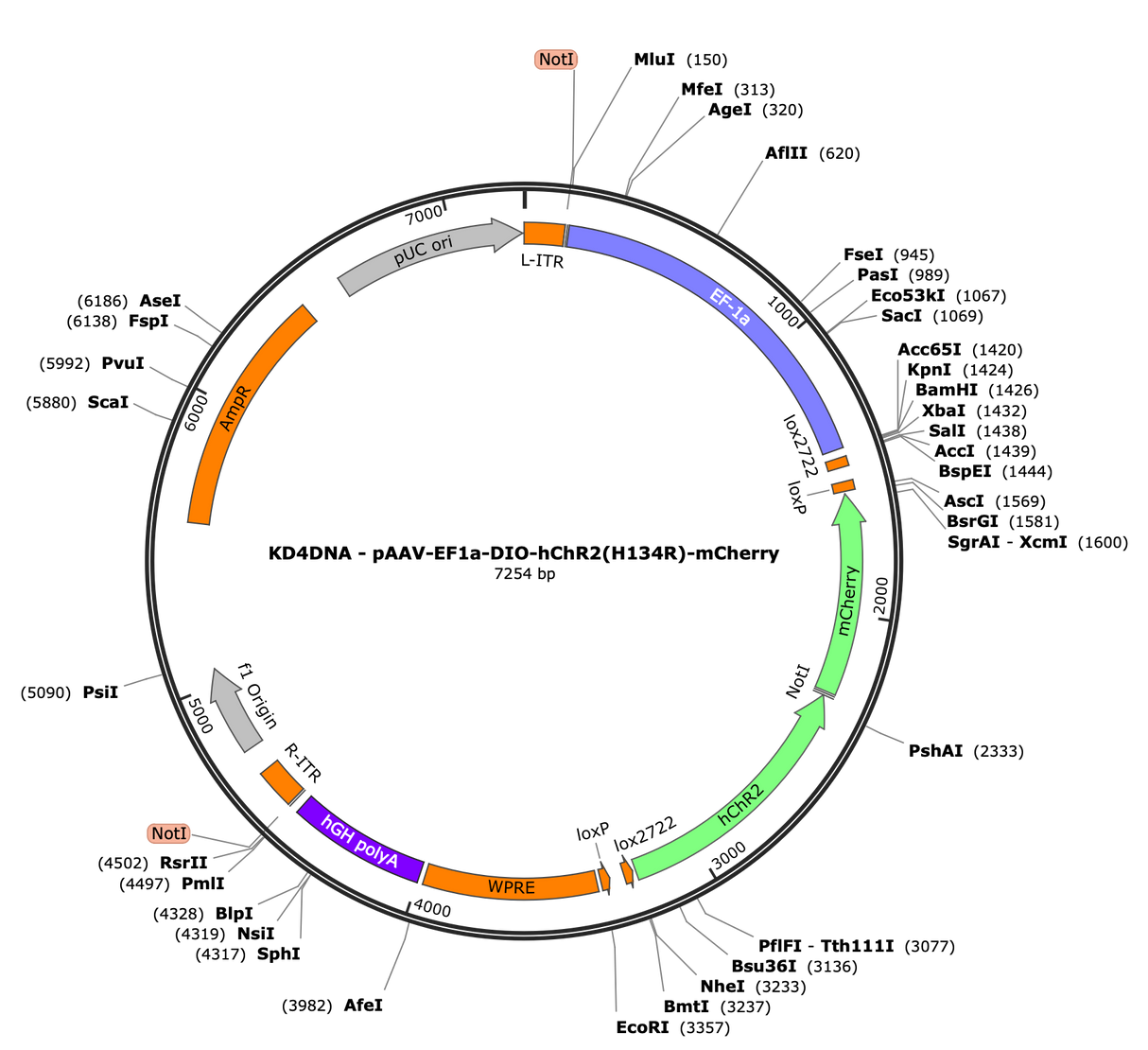 AAV-EF1a-DIO-hChR2(H134R)-mCherry