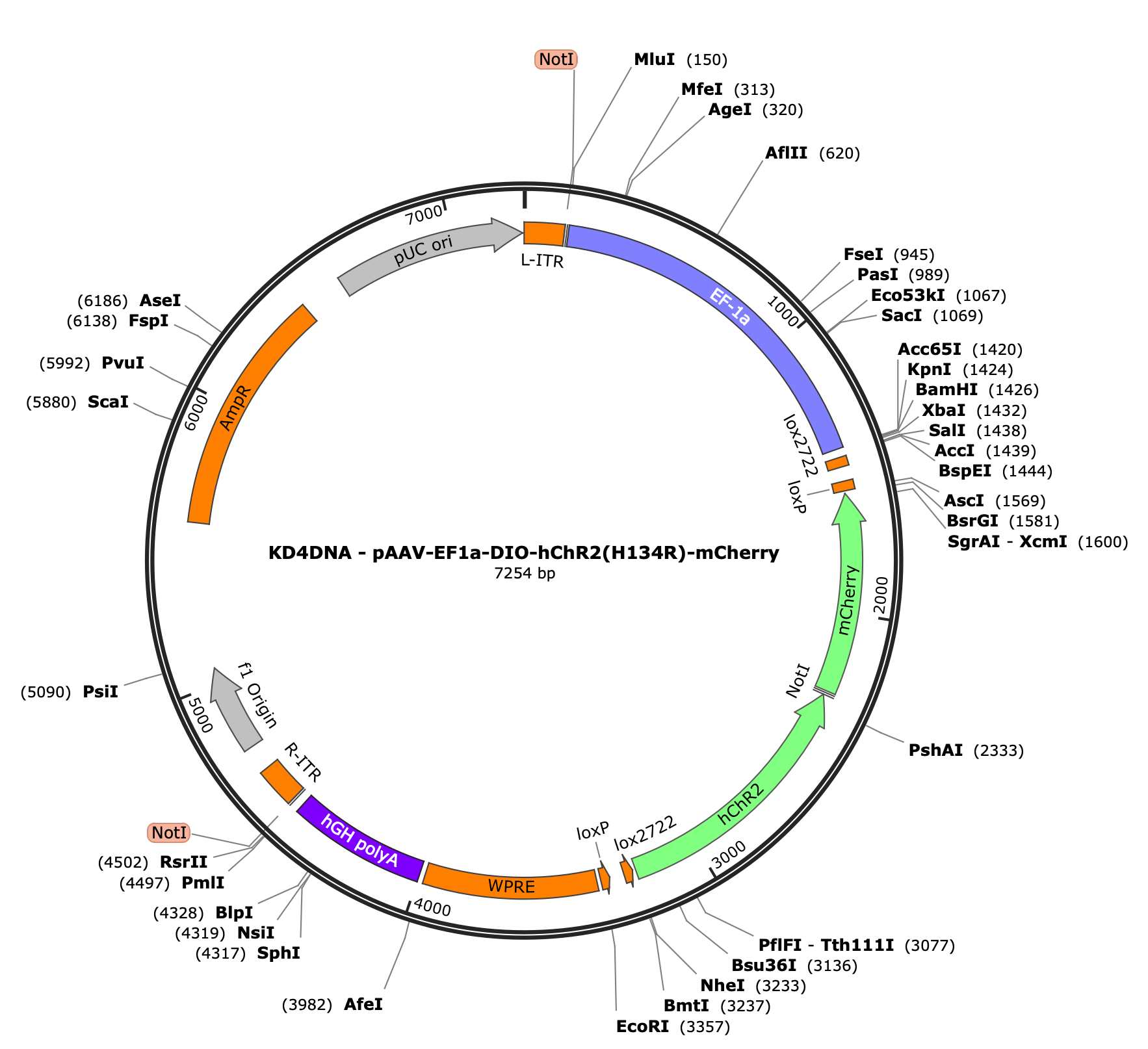 AAV-EF1a-DIO-hChR2(H134R)-mCherry