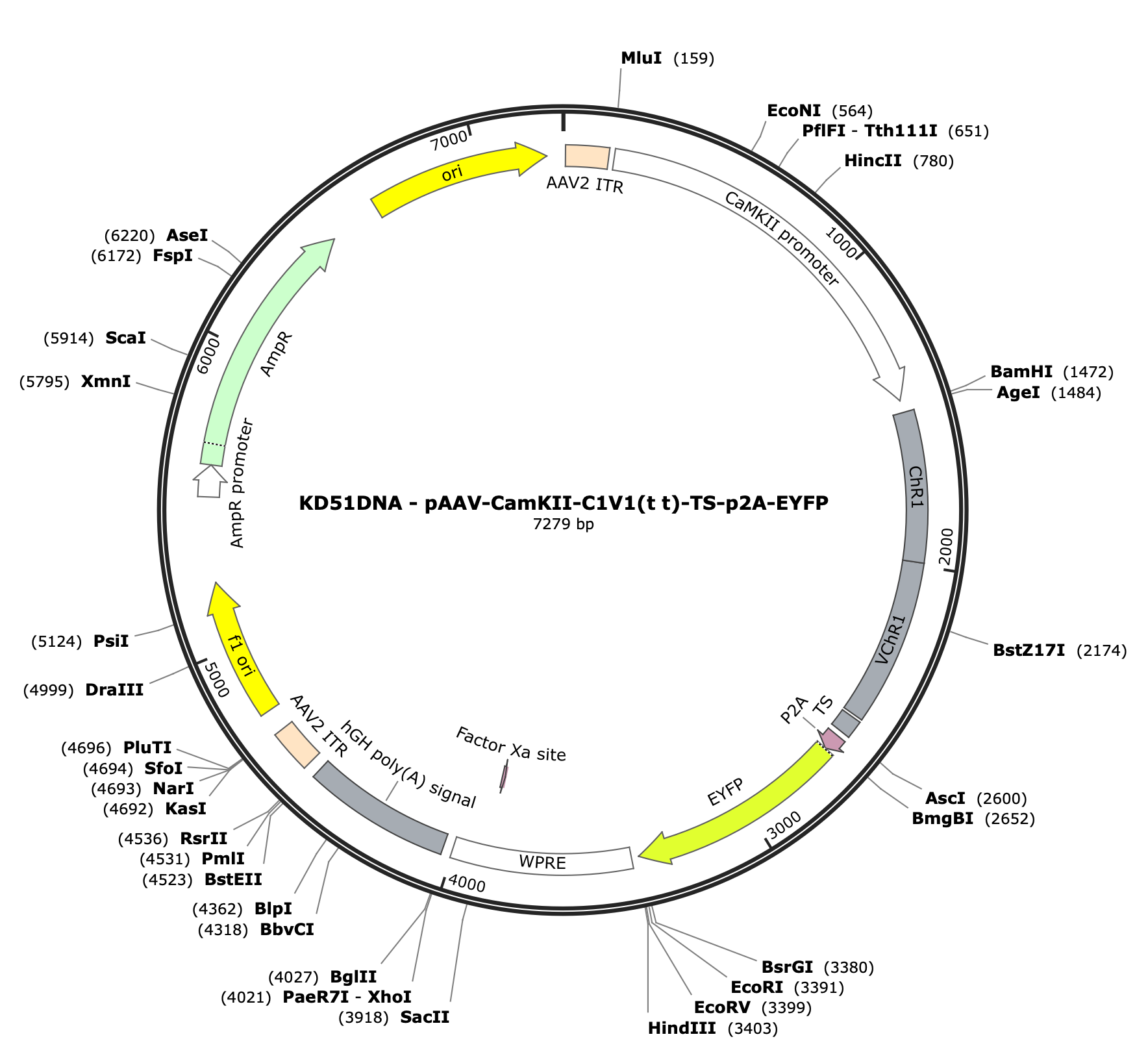 AAV-CamKII-C1V1(t/t)-TS-p2A-EYFP