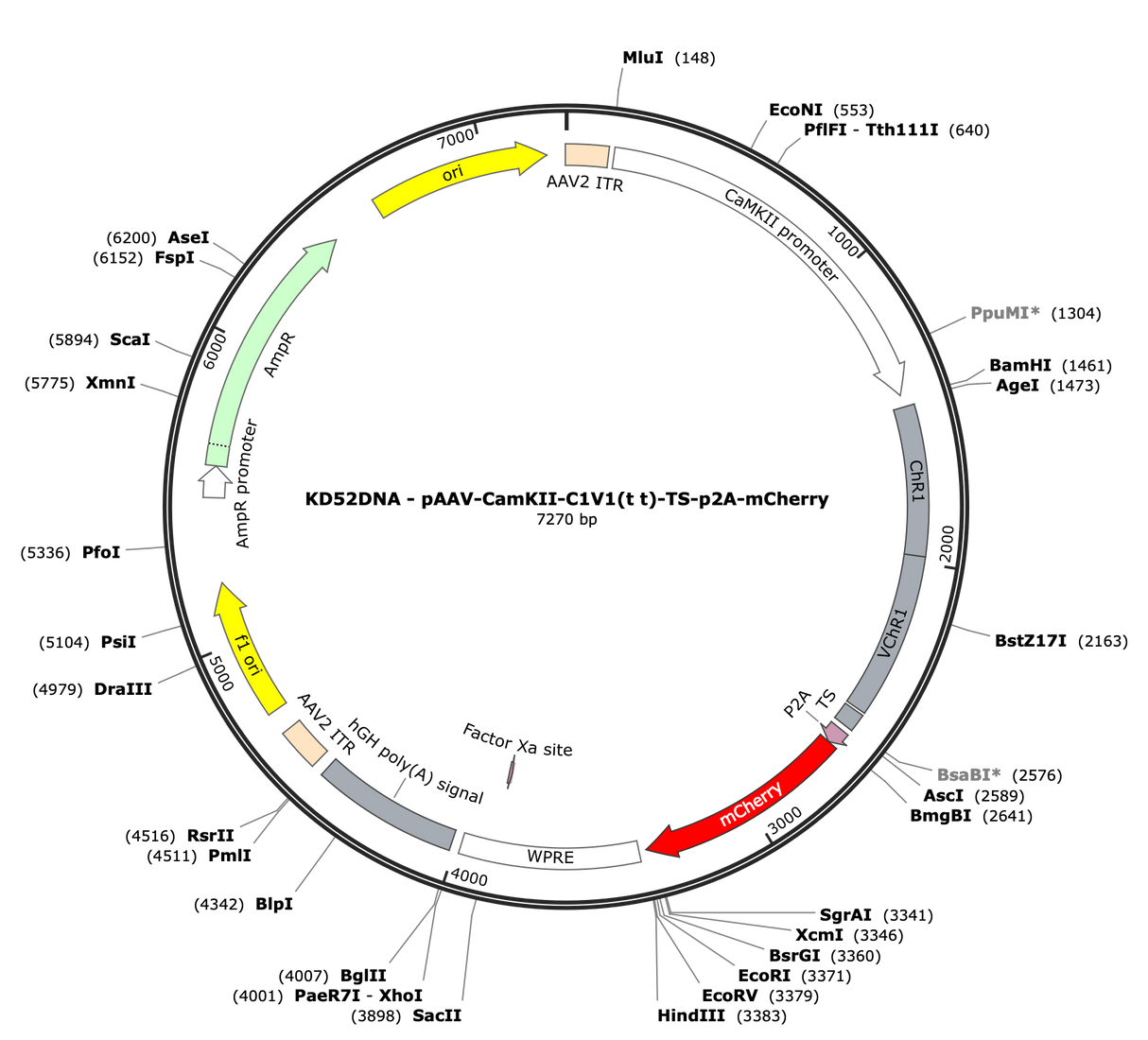 AAV-CamKII-C1V1(t/t)-TS-p2A-mCherry