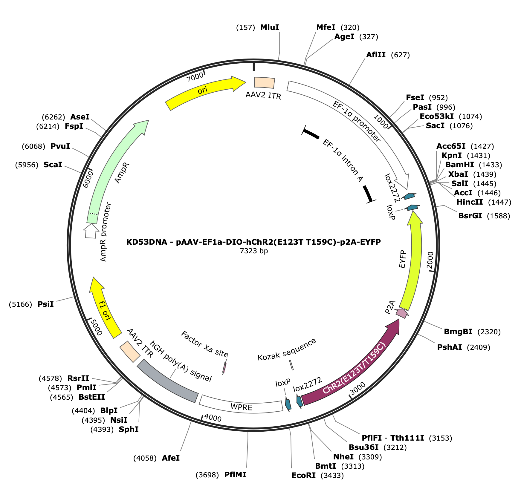 AAV-EF1a-DIO-hChR2(E123T/T159C)-p2A-EYFP
