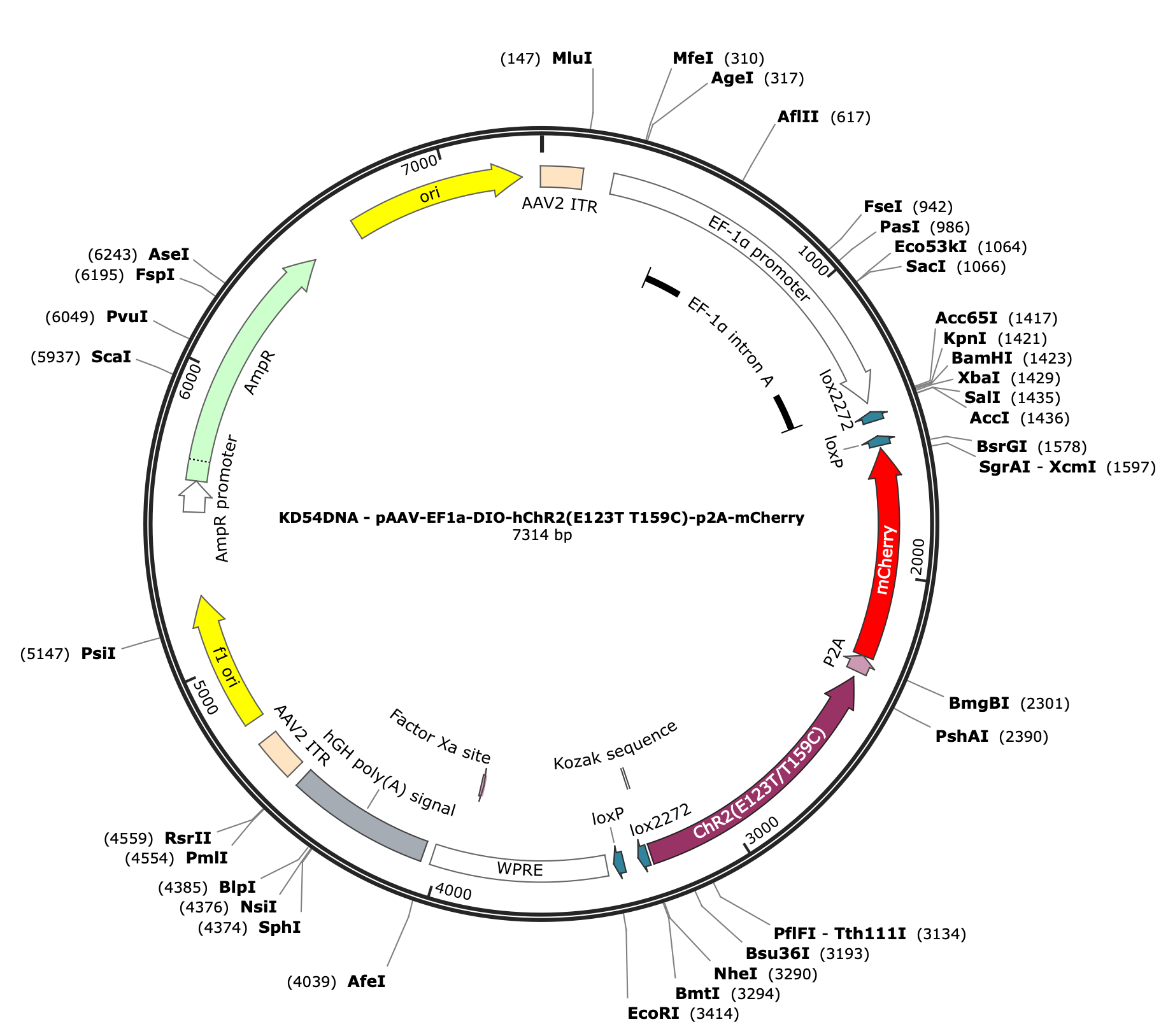 AAV-EF1a-DIO-hChR2(E123T/T159C)-p2A-mCherry