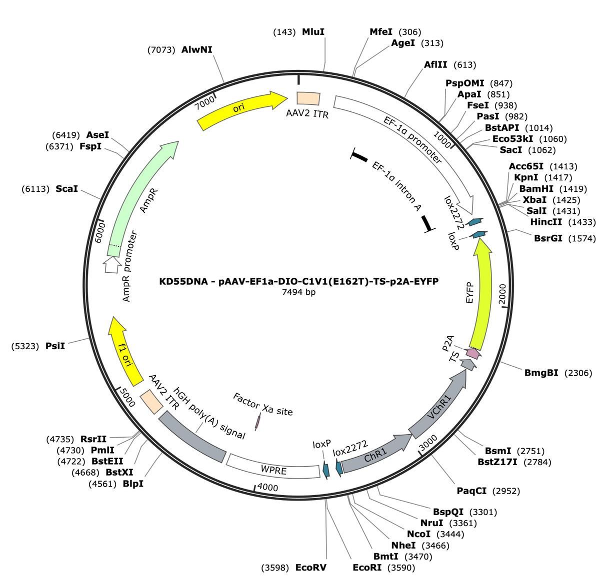 AAV-EF1a-DIO-C1V1(E162T)-TS-p2A-EYFP