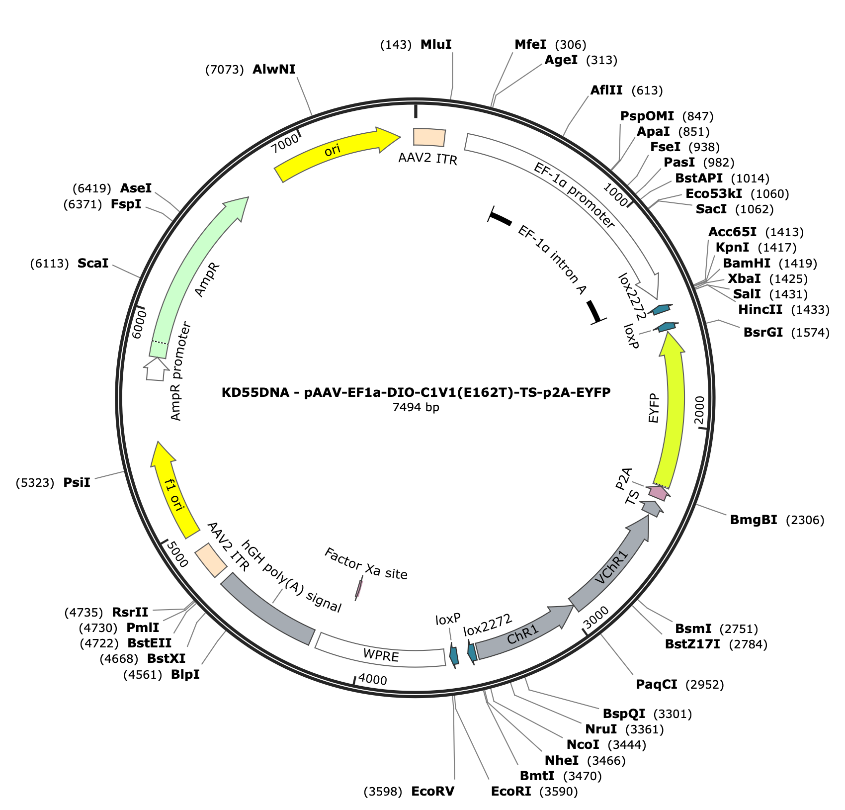 AAV-EF1a-DIO-C1V1(E162T)-TS-p2A-EYFP
