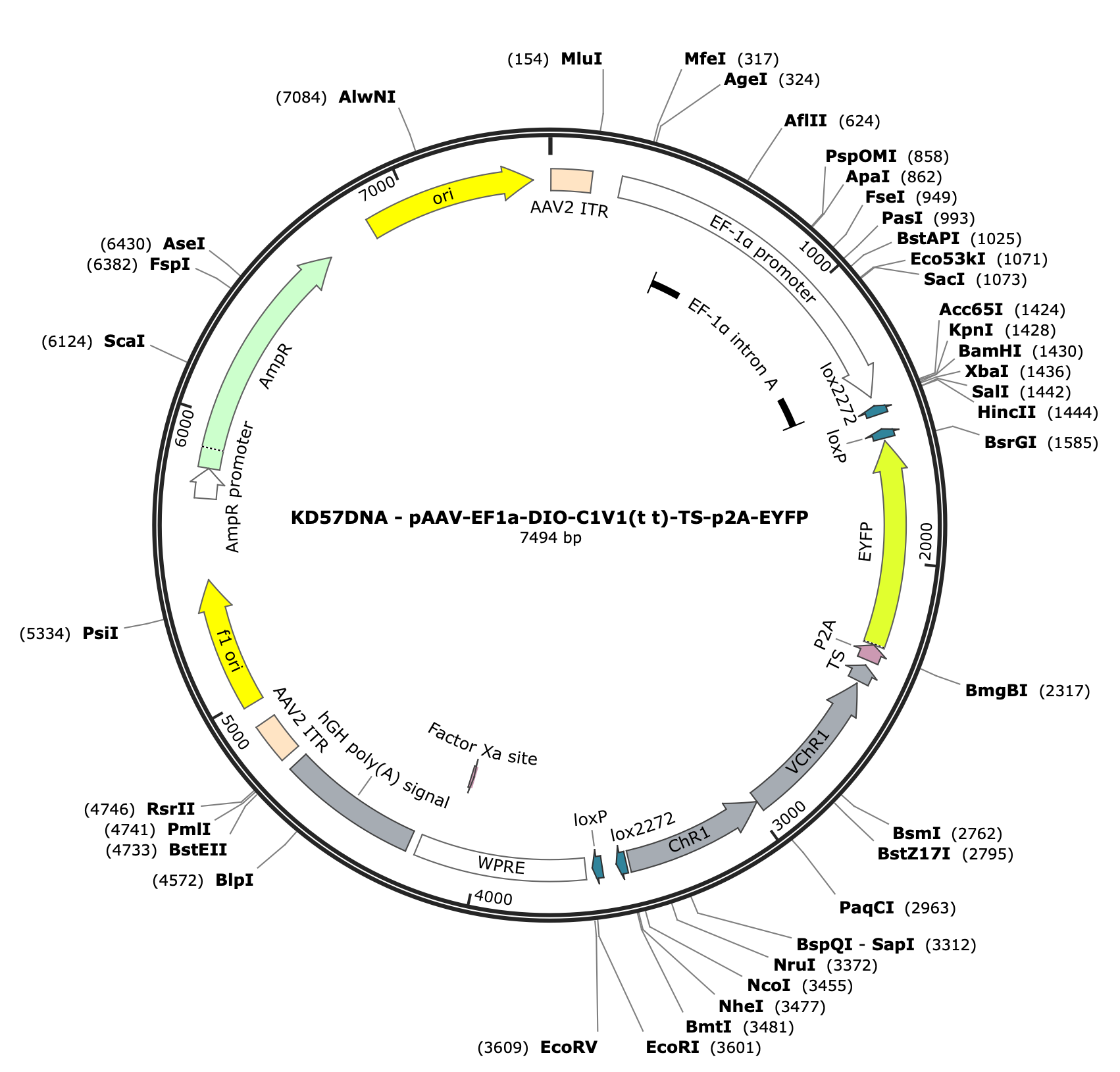 AAV-EF1a-DIO-C1V1(t/t)-TS-p2A-EYFP