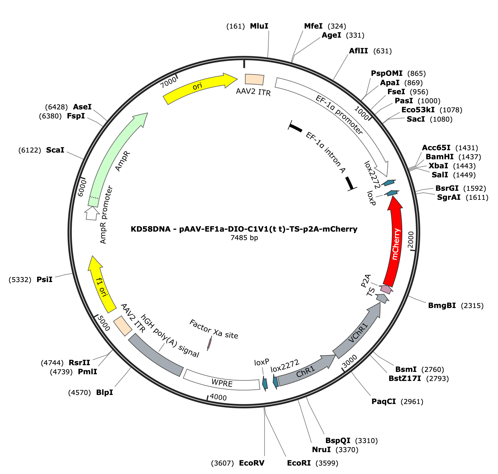 AAV-EF1a-DIO-C1V1(t/t)-TS-p2A-mCherry