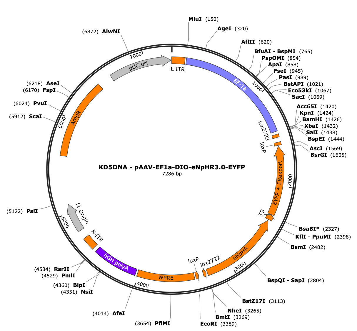 AAV-EF1a-DIO-eNpHR3.0-EYFP