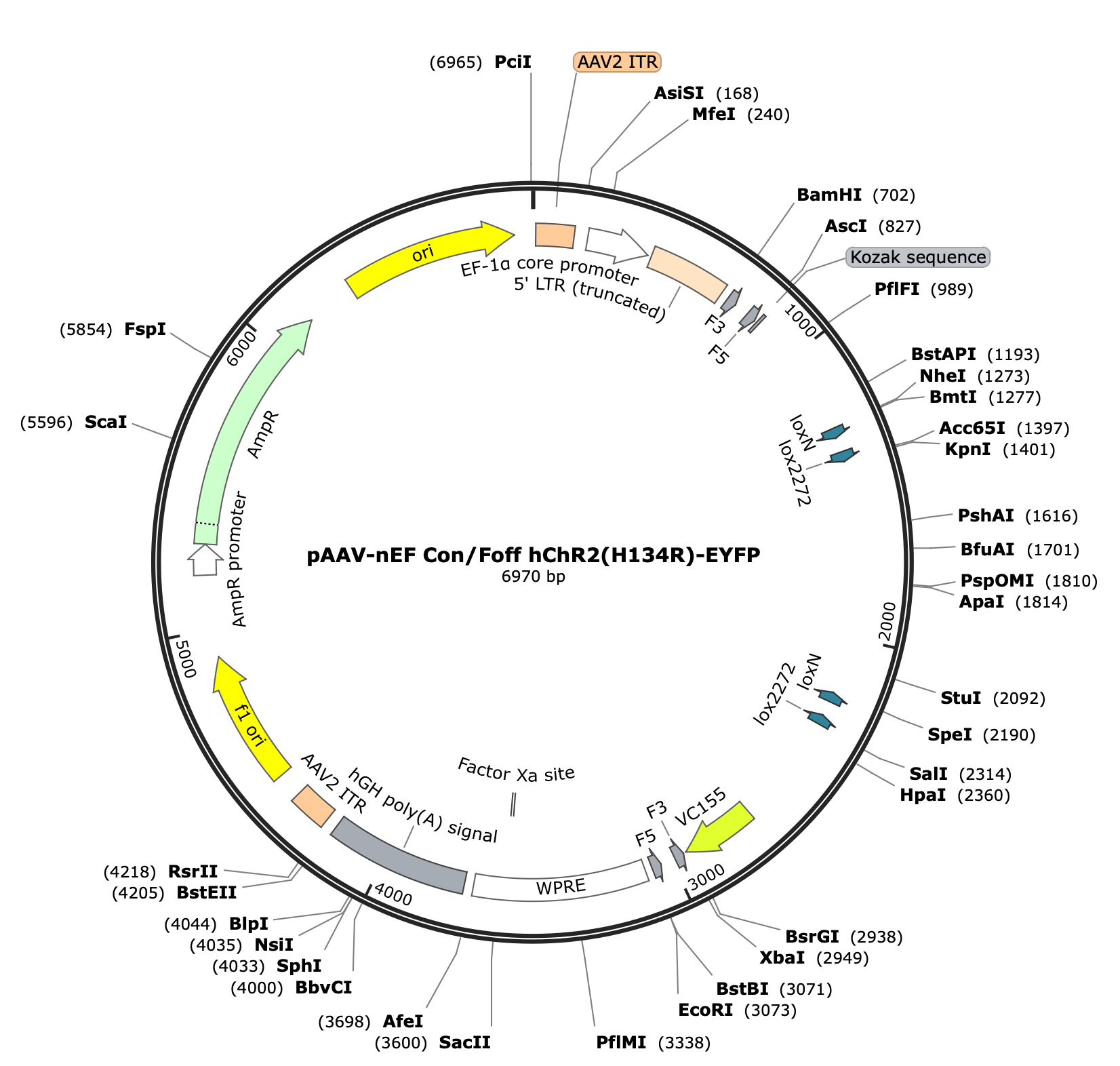 AAV-nEF-Con/Foff-hChR2(H134R)-EYFP