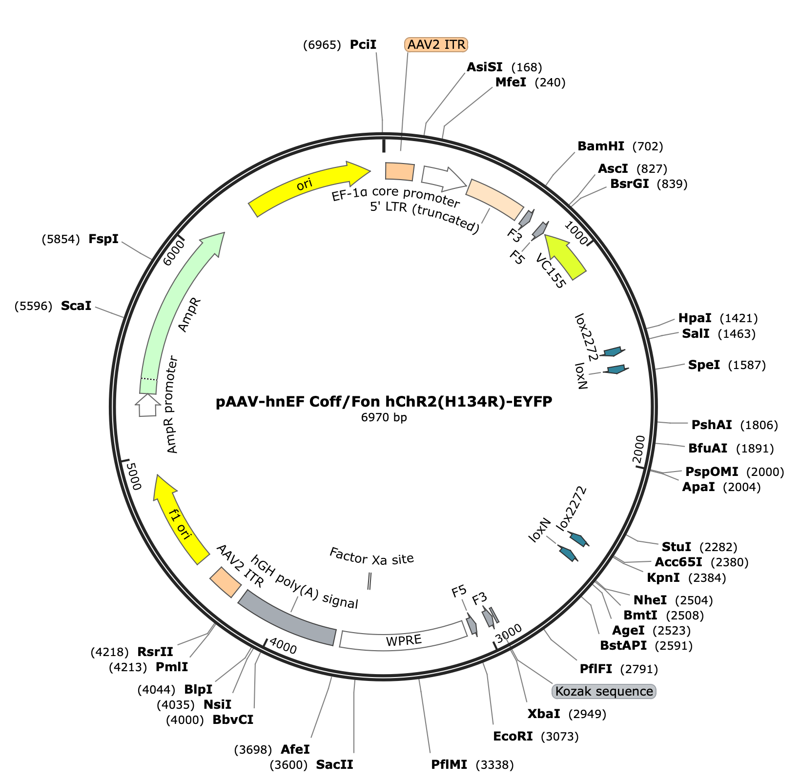 AAV-nEF-Coff/Fon-hChR2(H134R)-EYFP
