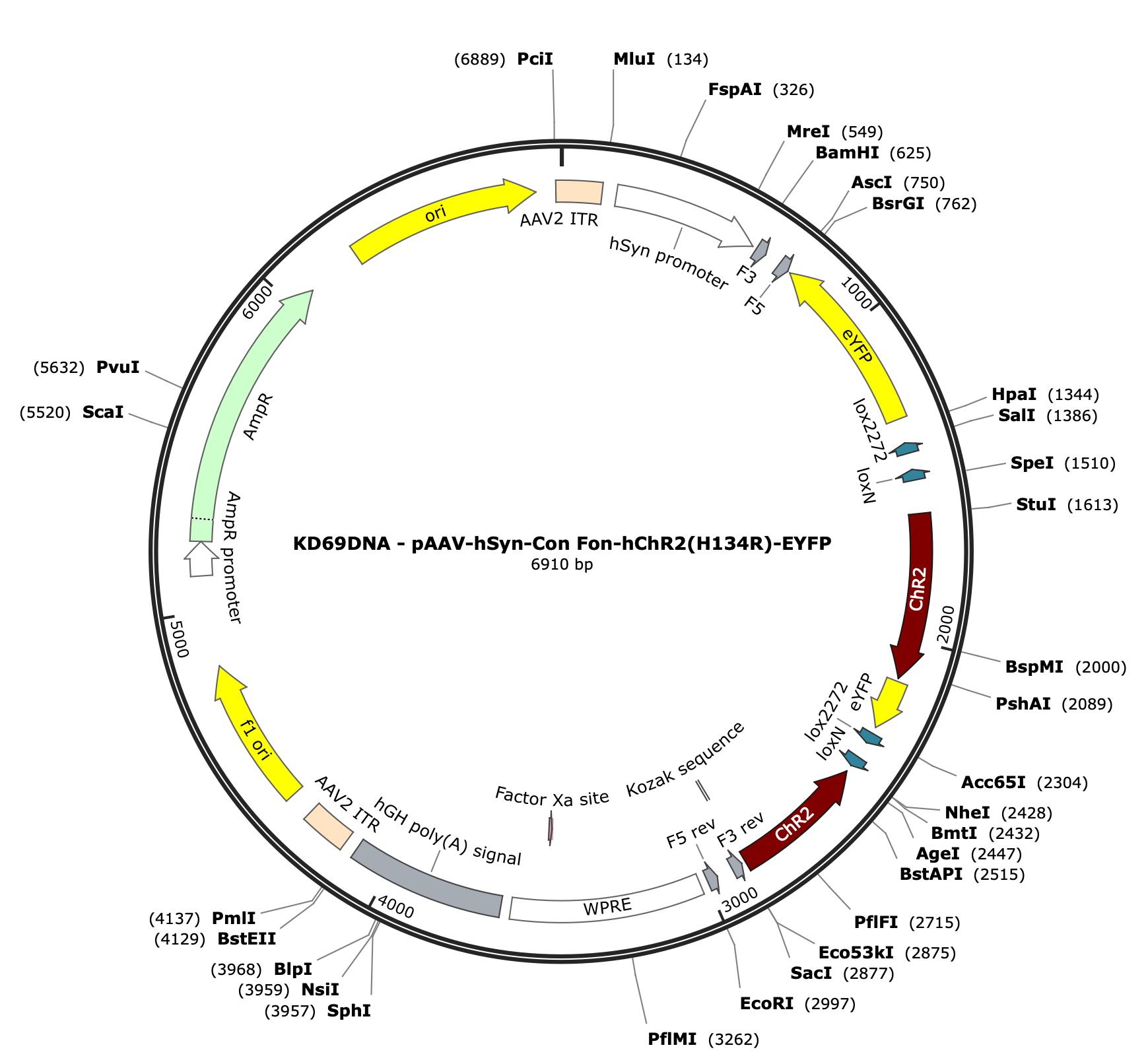 AAV-hSyn-Con/Fon-ChR2(H134R)-EYFP
