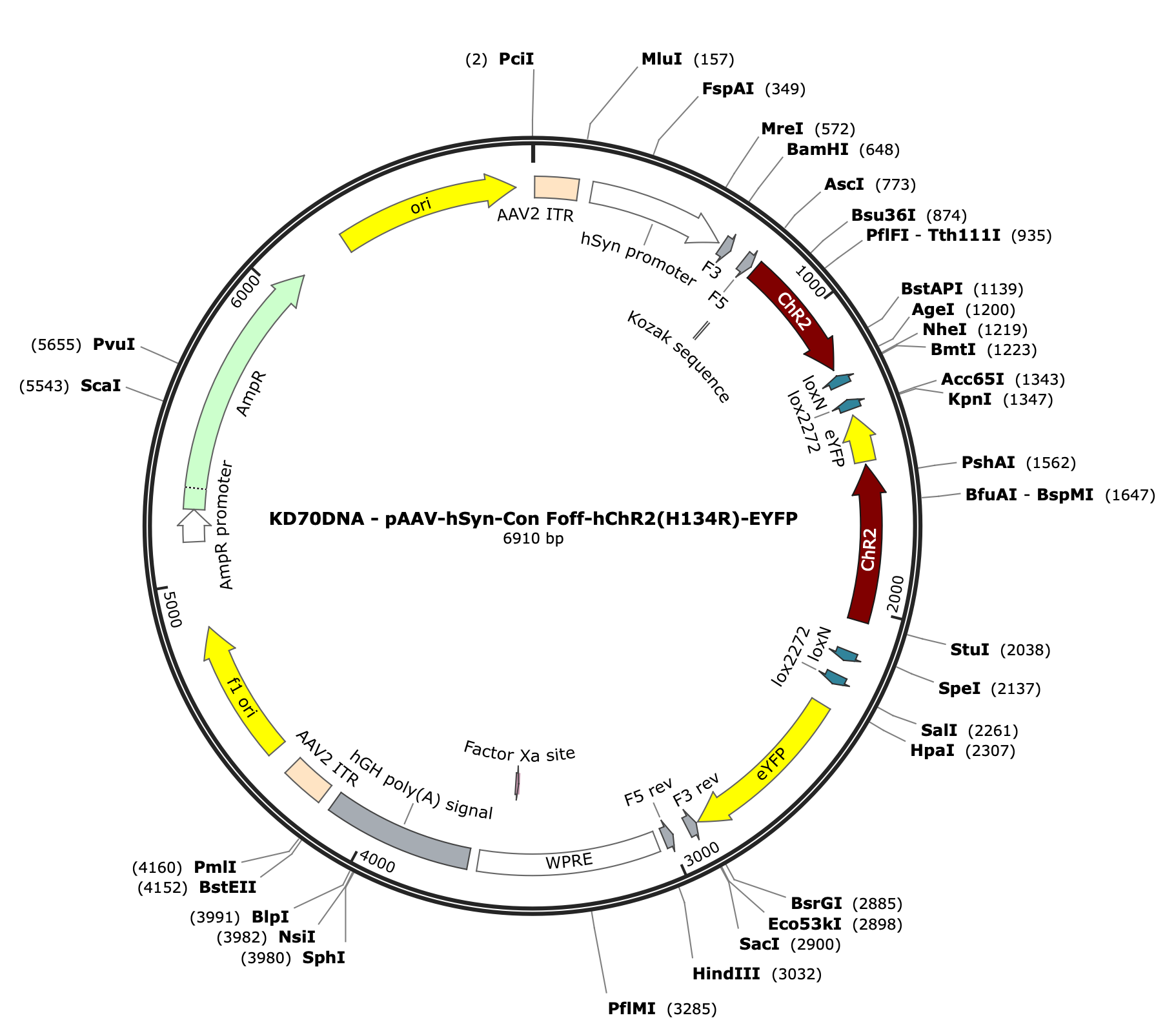 AAV-hSyn-Con/Foff-ChR2(H134R)-EYFP