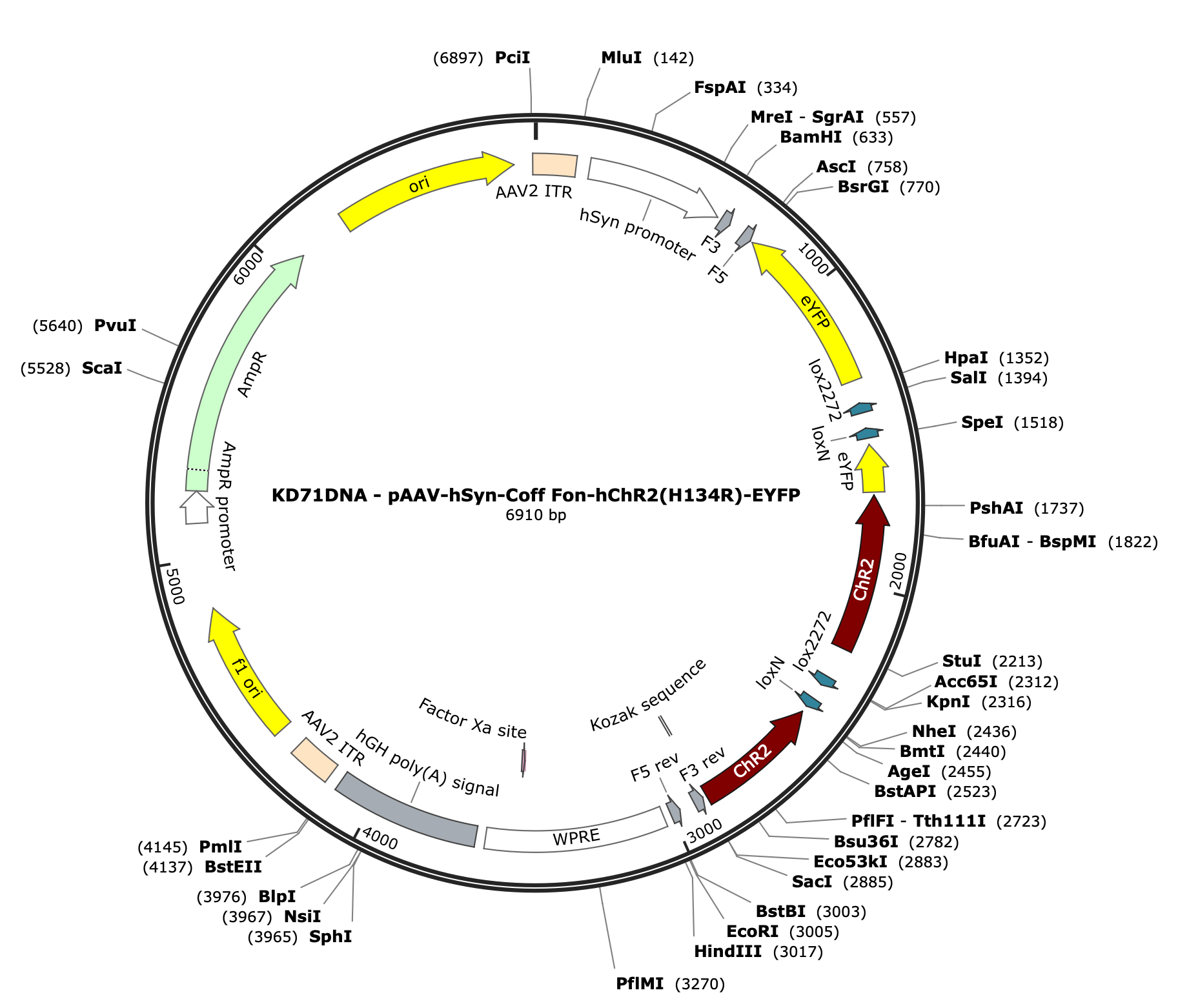 AAV-hSyn-Coff/Fon-ChR2(H134R)-EYFP