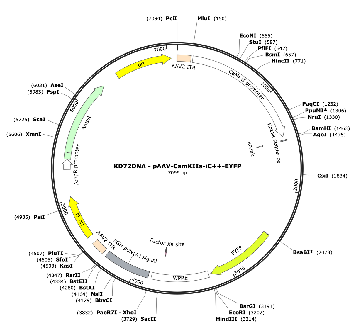 AAV-CamKIIa-iC++-EYFP