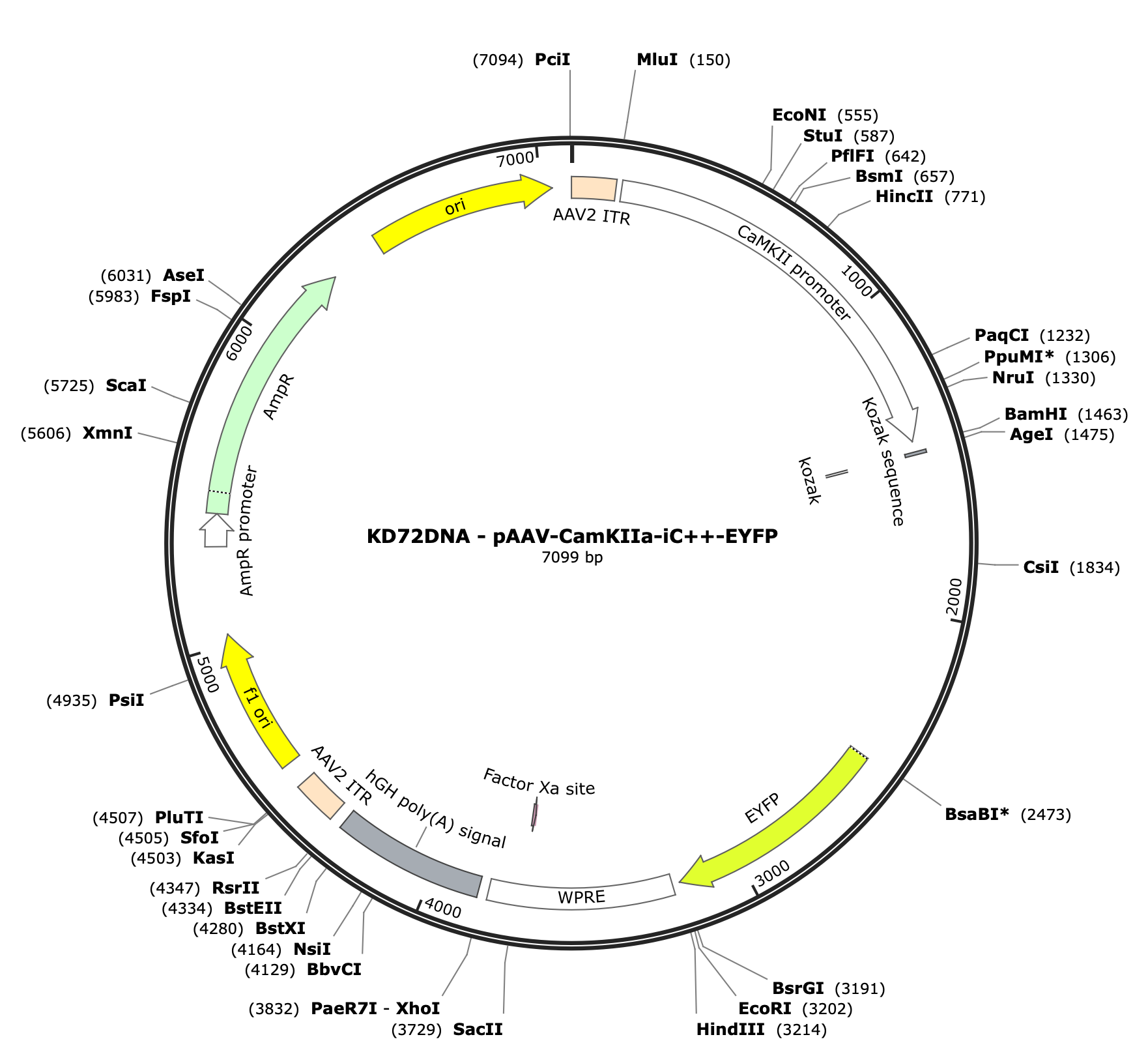 AAV-CamKIIa-iC++-EYFP