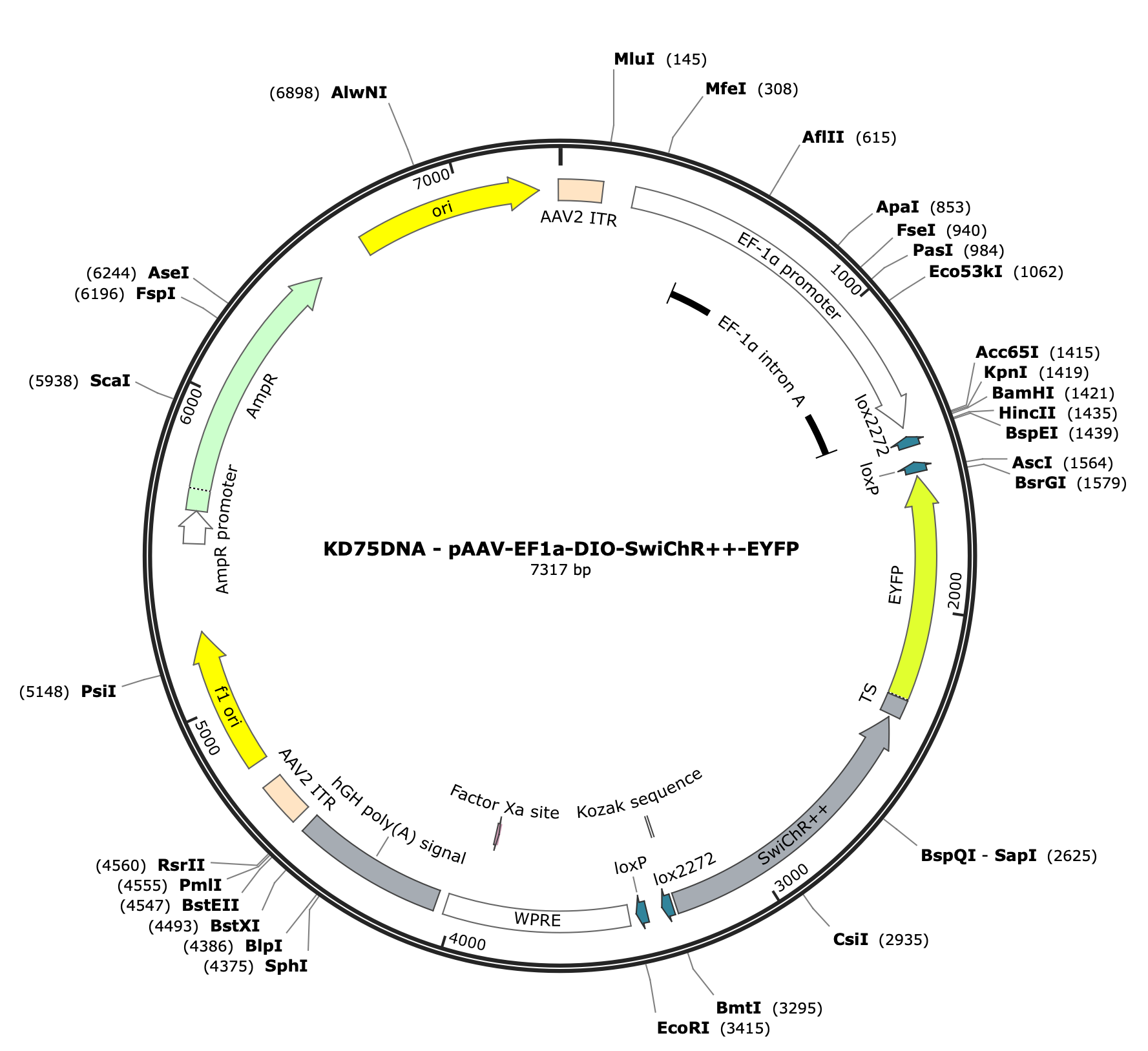 AAV-EF1a-DIO-SwiChR++-EYFP