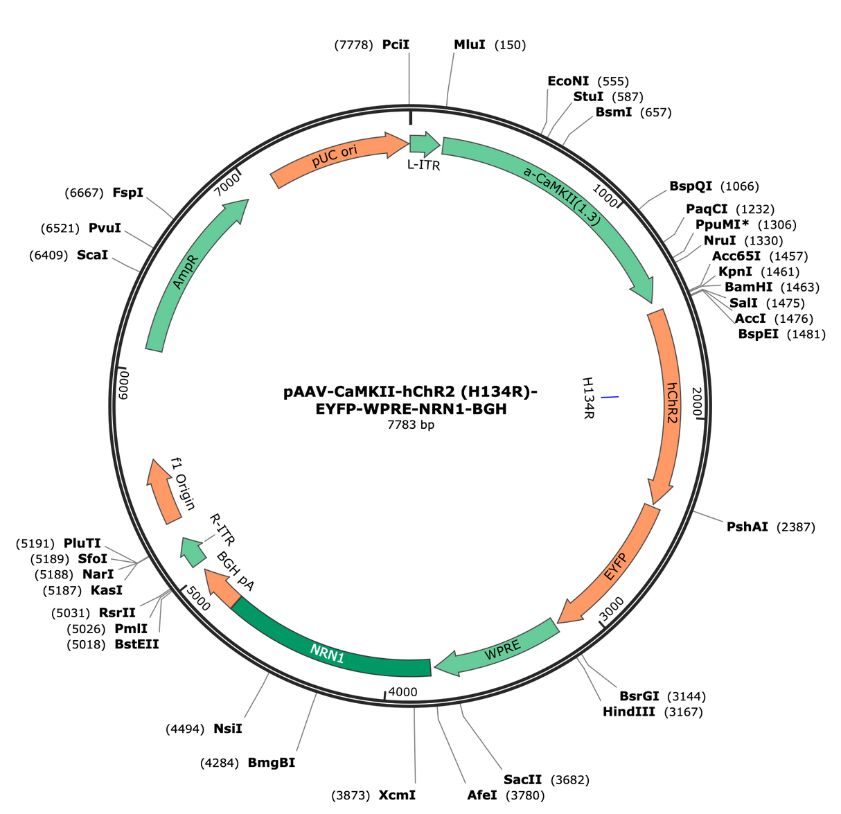 AAV-CaMKIIa-hChR2(H134R)-eYFP-NRN