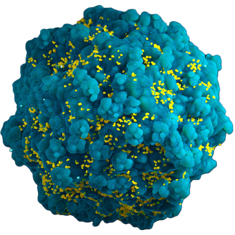Custom Lentivirus