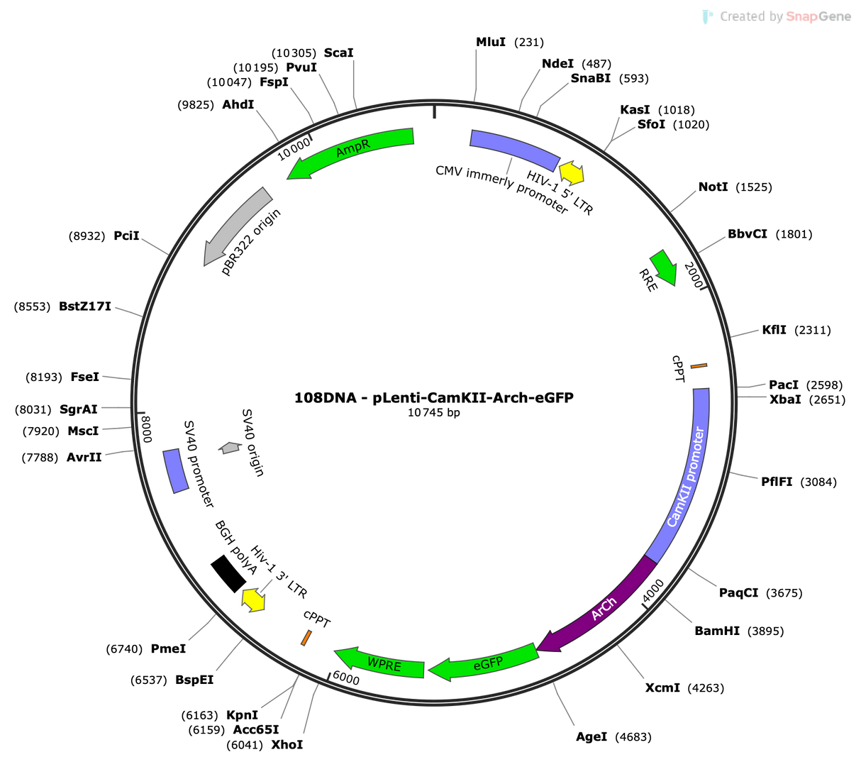 Lenti-CamKII-Arch-eGFP