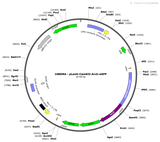 Lenti-CamKII-Arch-eGFP