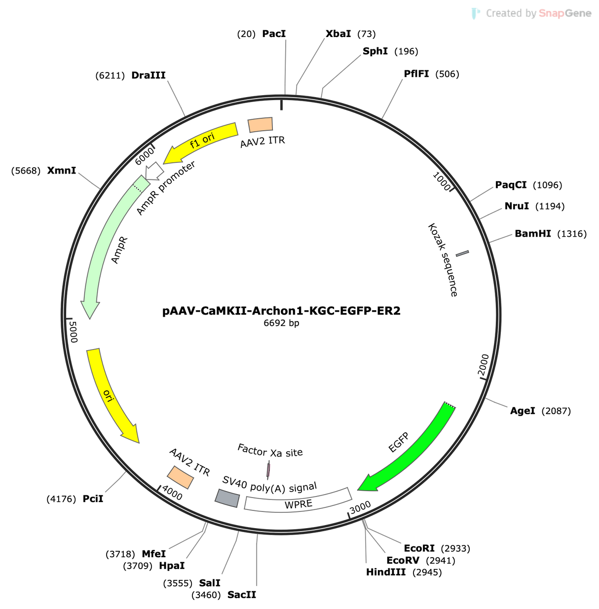 AAV-CaMKII-Archon1-KGC-EGFP-ER2