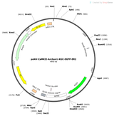 AAV-CaMKII-Archon1-KGC-EGFP-ER2