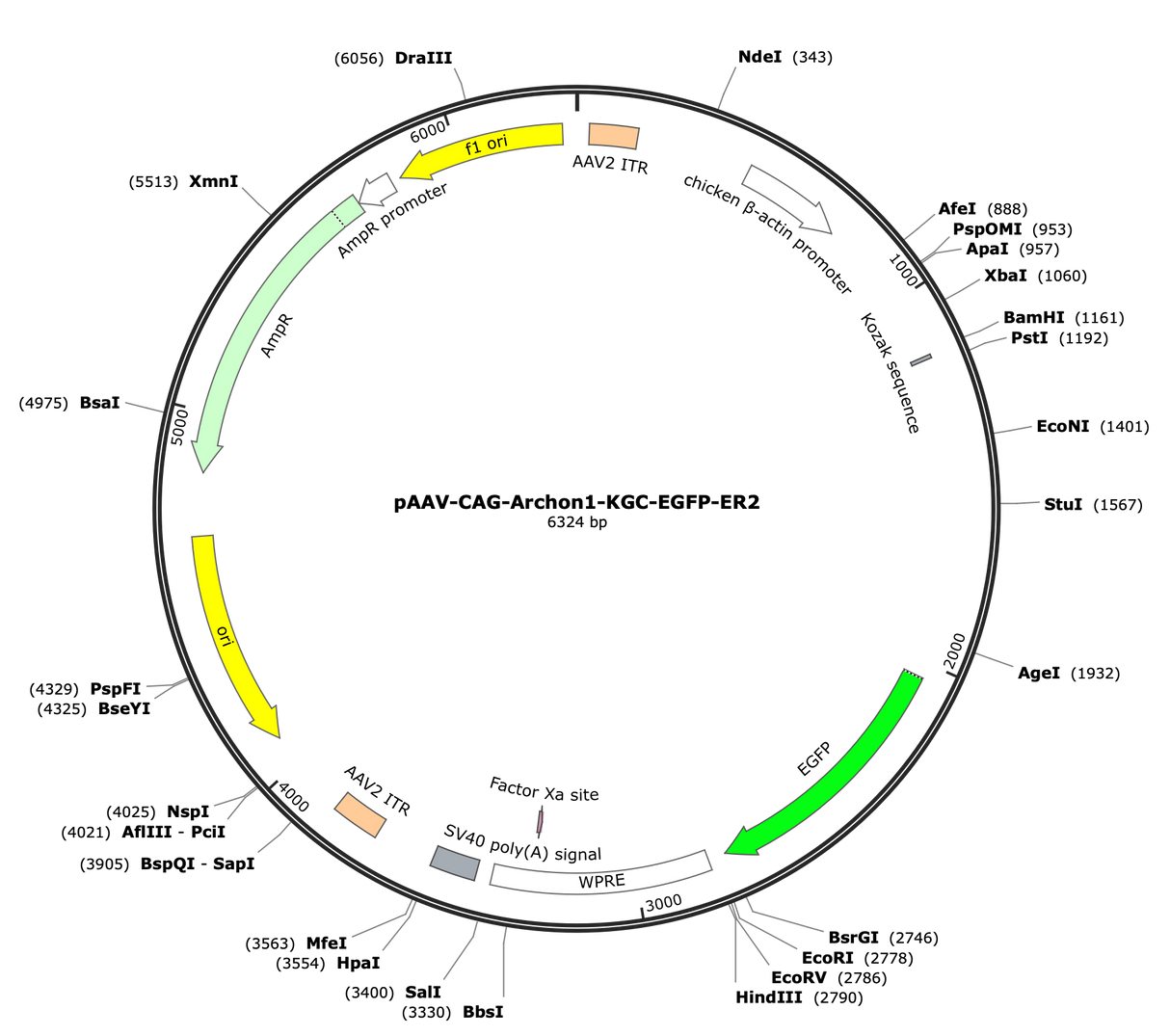 AAV-CAG-Archon1-KGC-EGFP-ER2