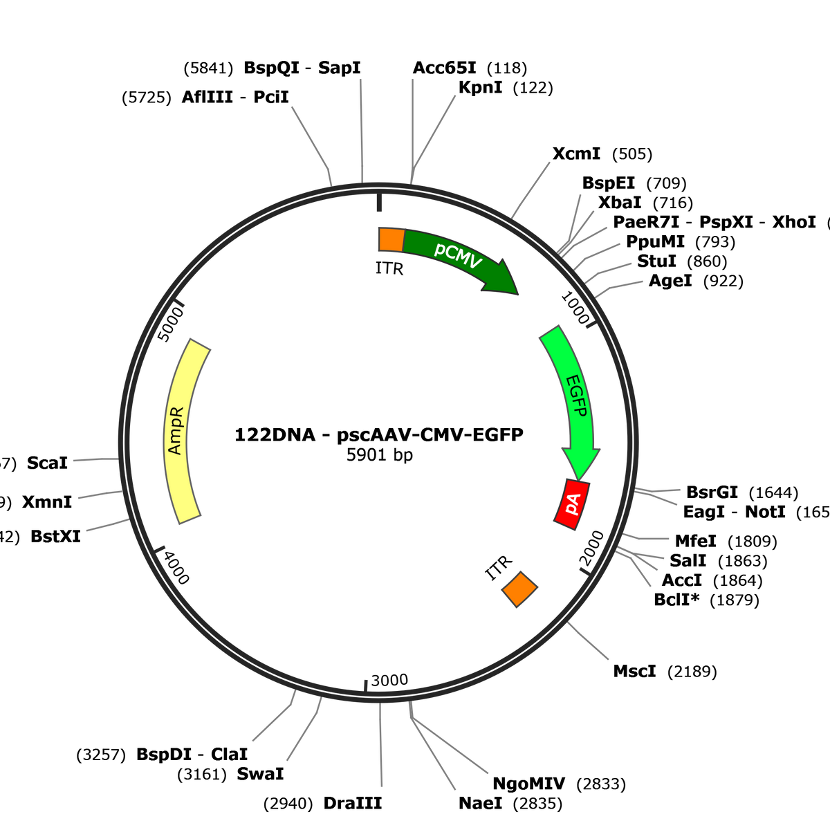 scAAV-CMV-GFP – COVF Viral Vector Core